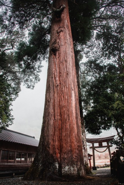 椎葉村