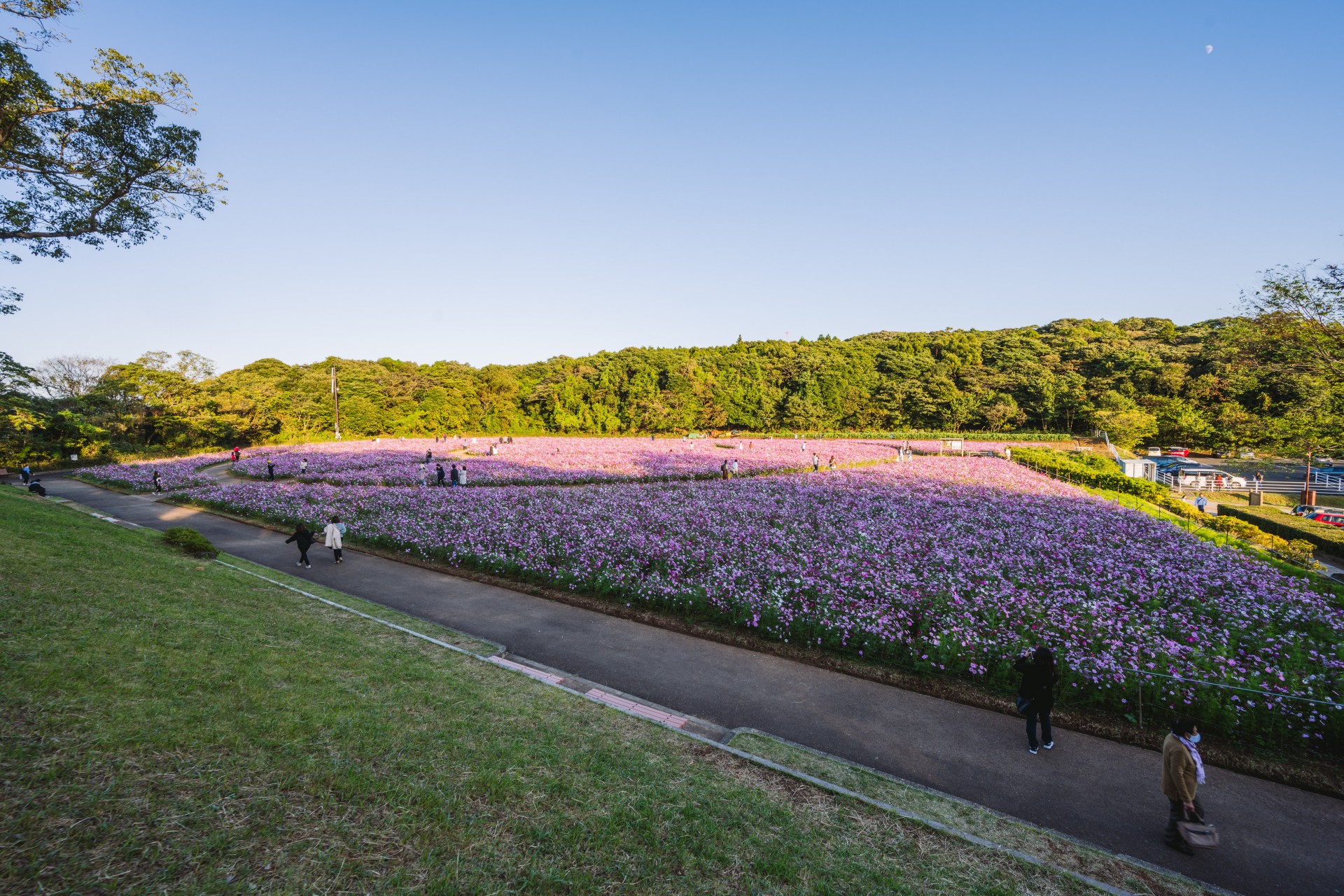 展海峰 コスモス
