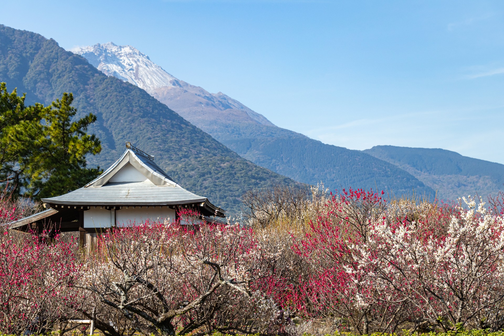 島原城と梅 ※