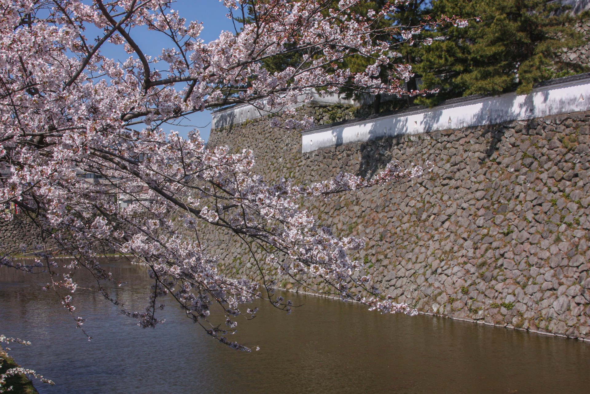 島原城と桜 ※