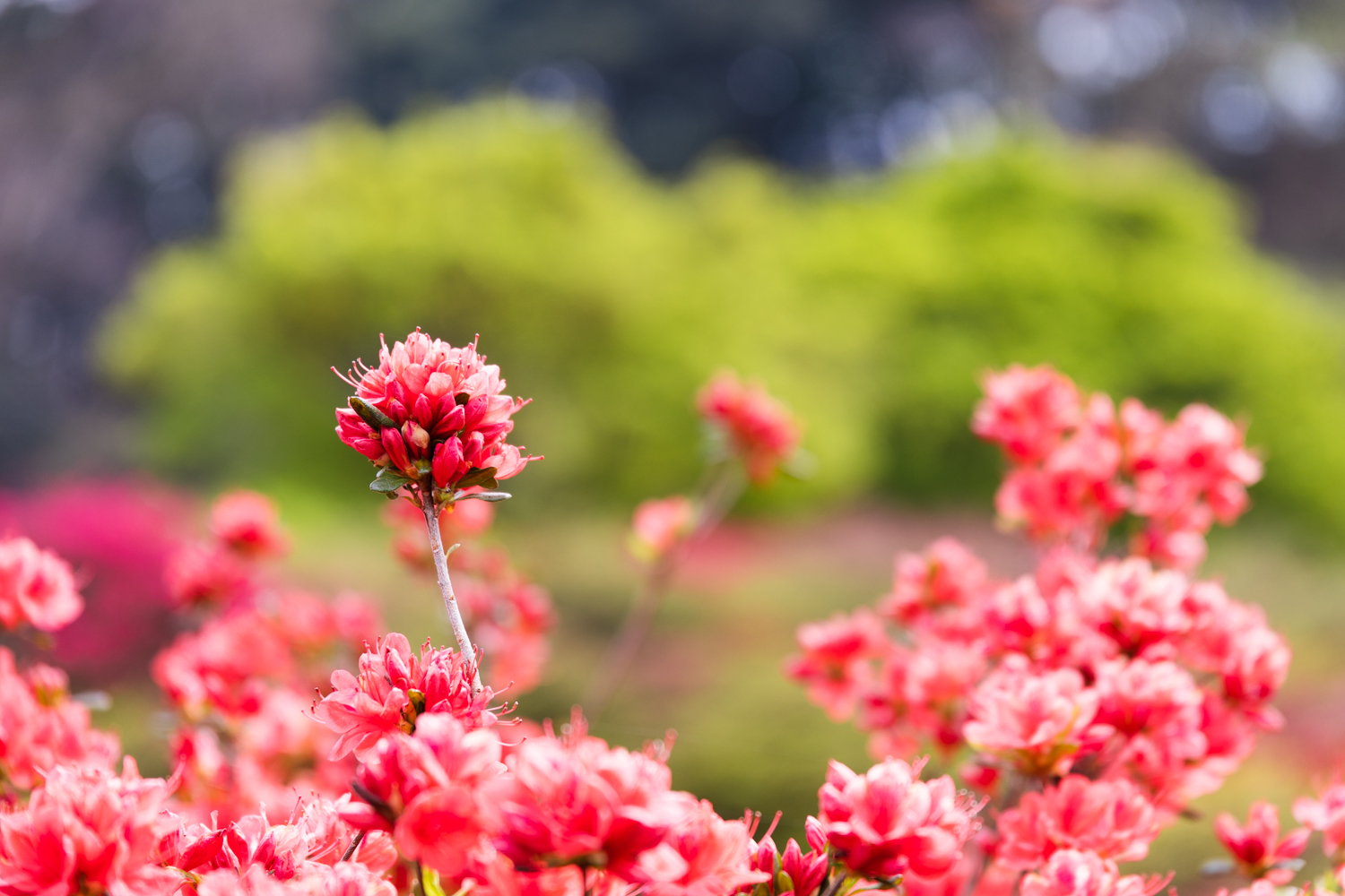 久留米森林つつじ公園