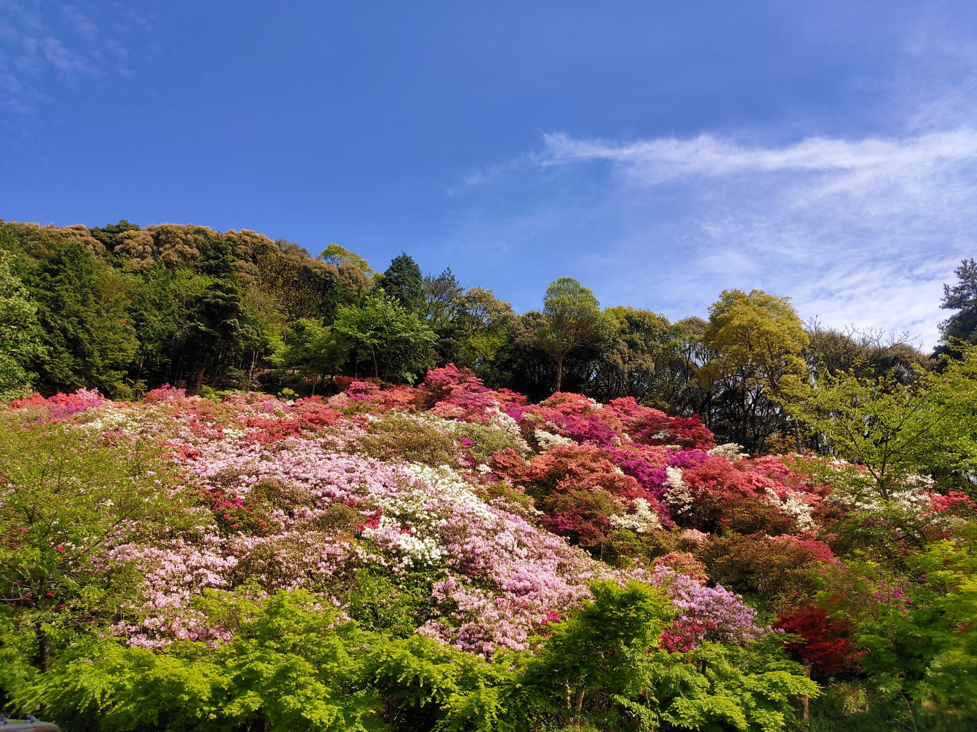 久留米森林つつじ公園
