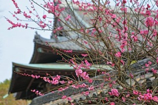 梅林寺