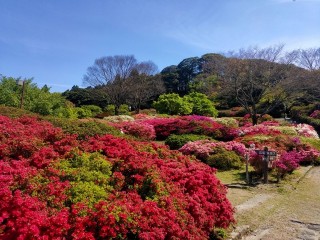 久留米森林つつじ公園
