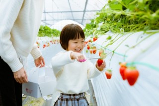 久留米のいちご狩り