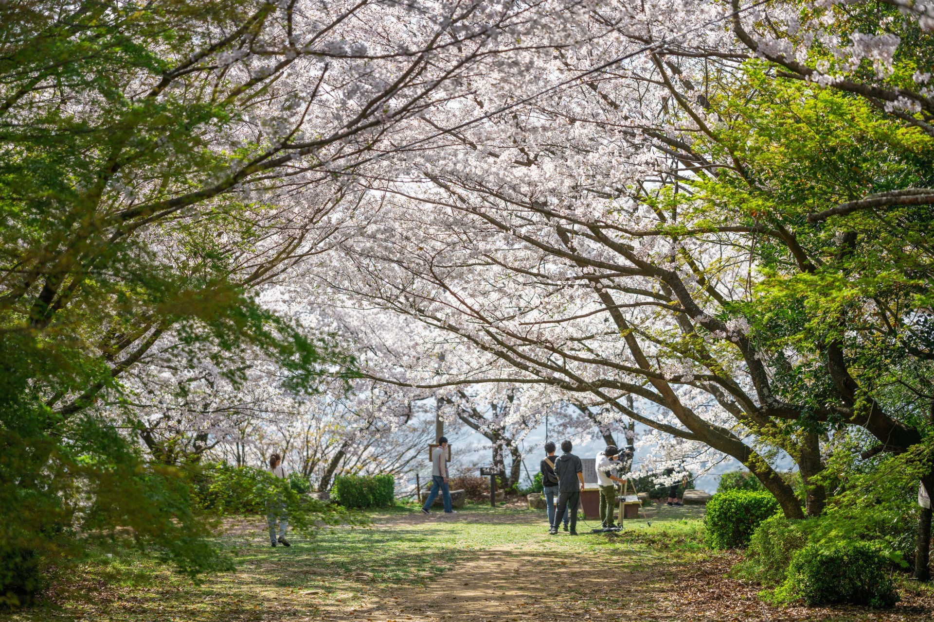 清水公園の桜