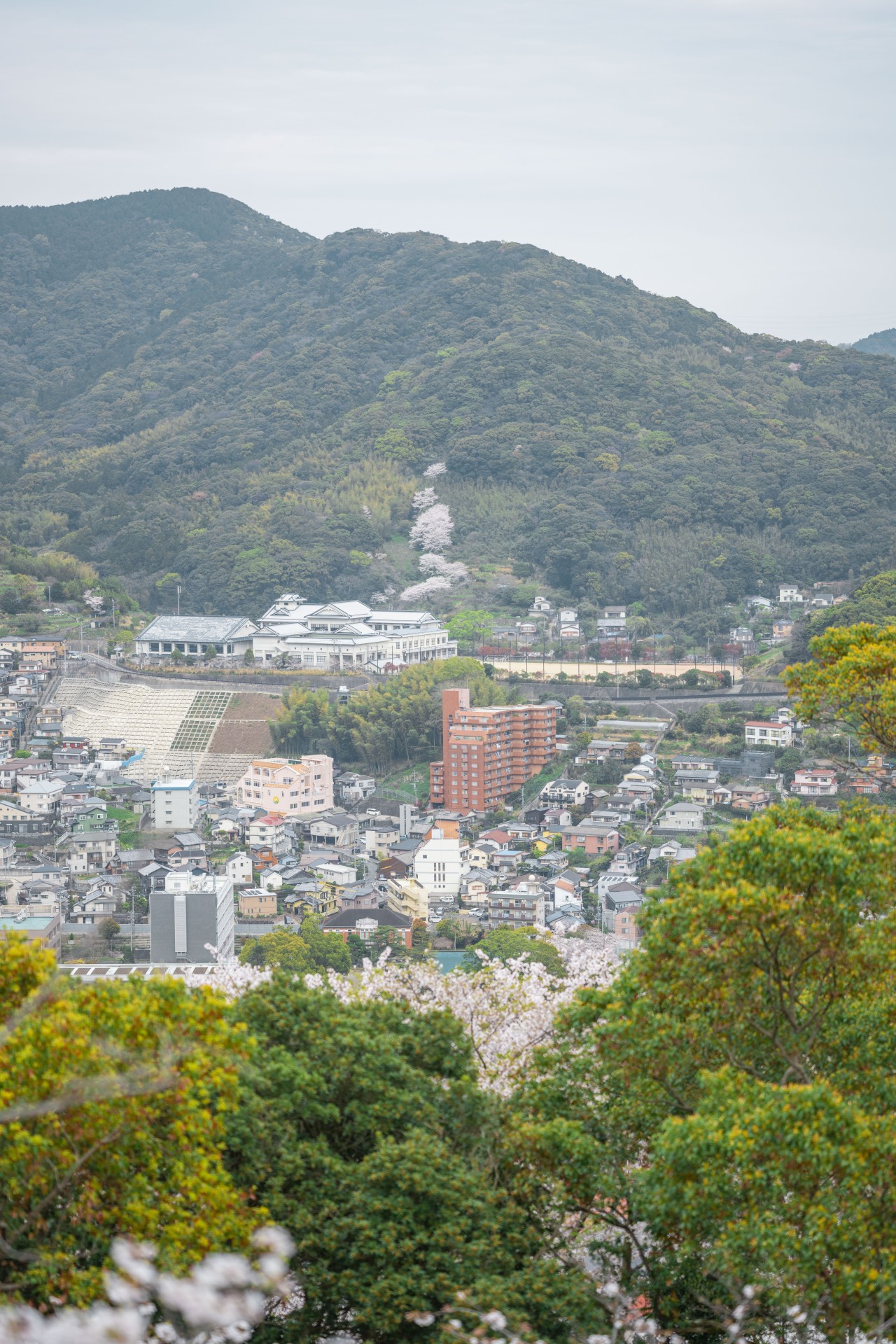 立山公園の桜