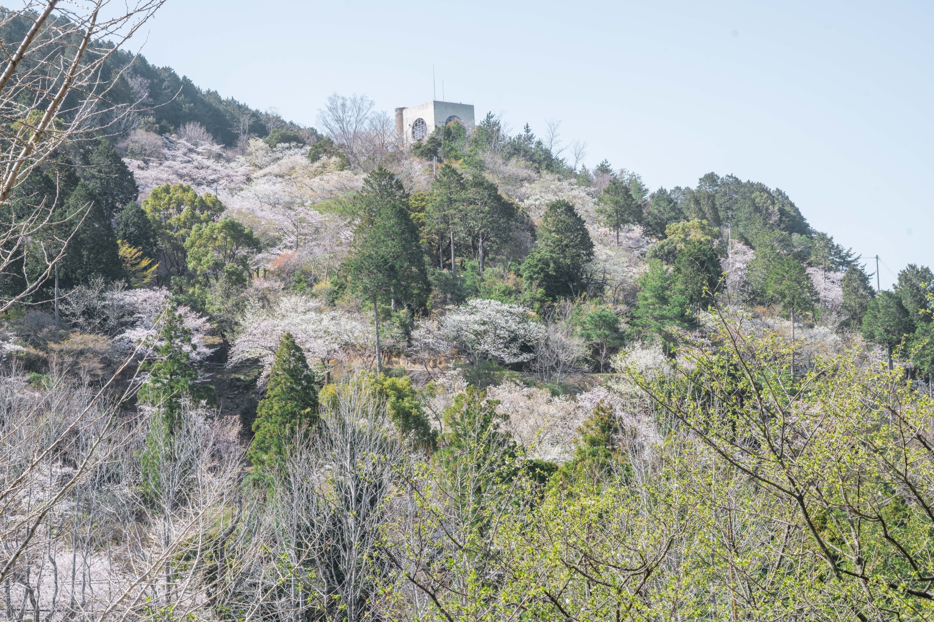 油山市民の森の桜