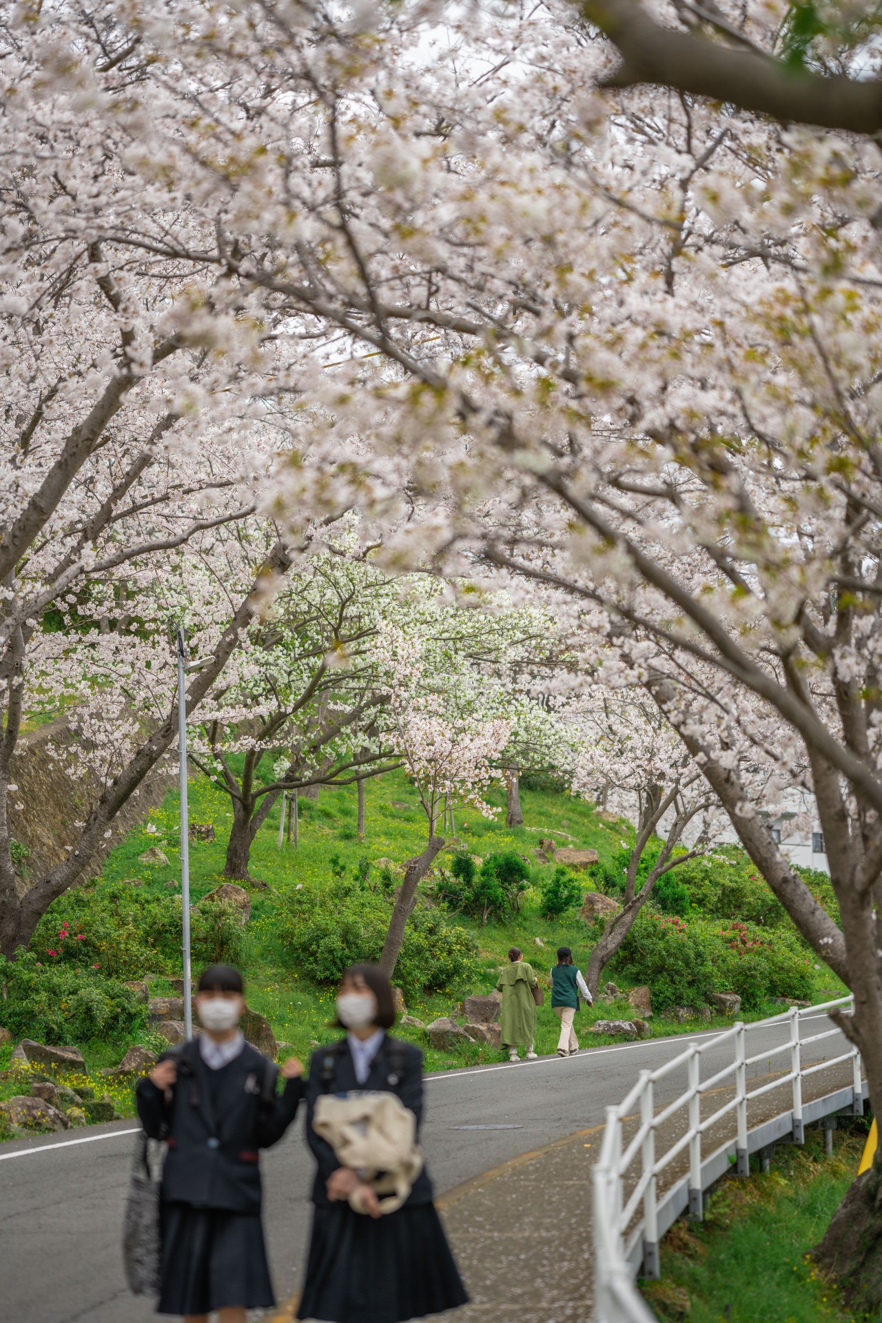 立山公園の桜