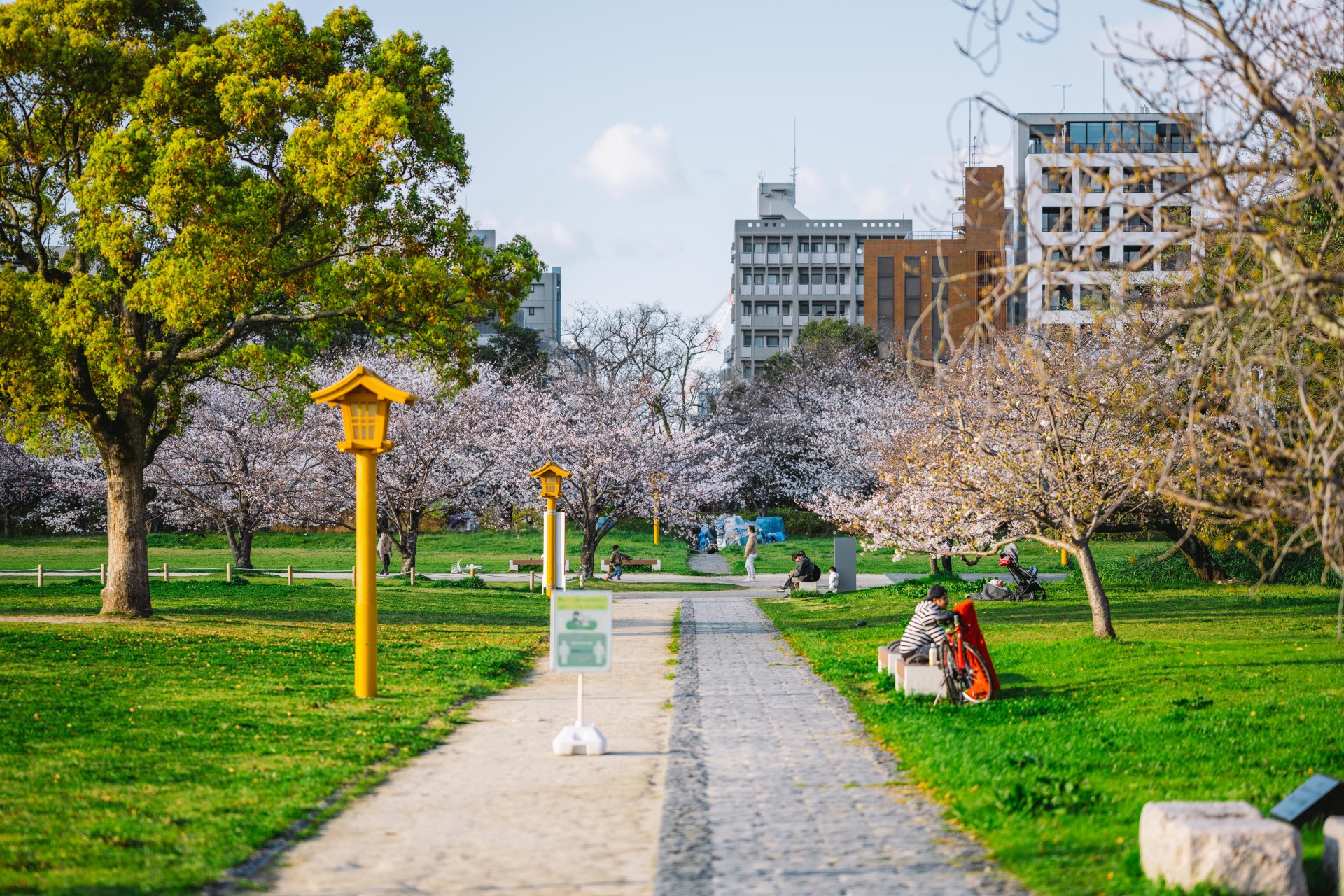舞鶴公園の桜