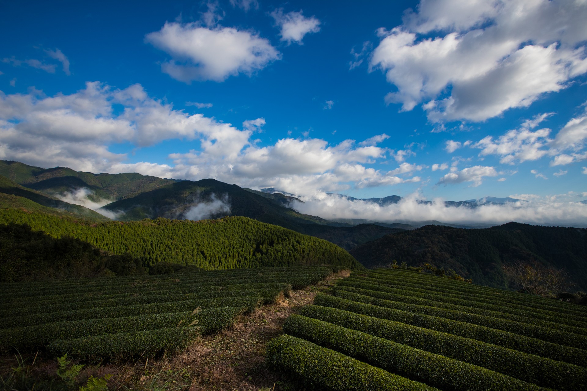 遠山桜付近 茶畑
