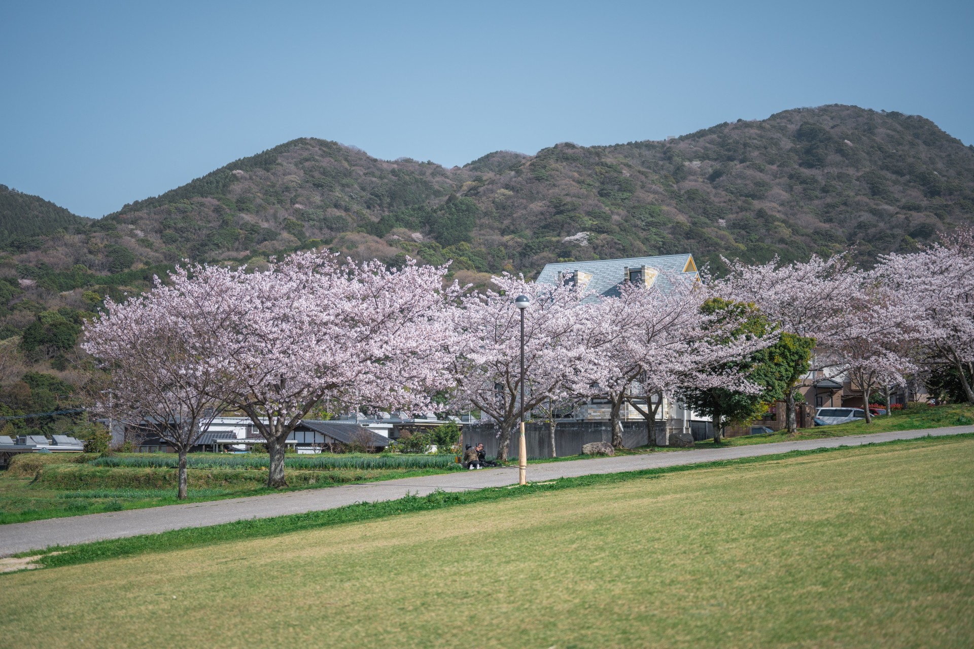 西油山公園 桜
