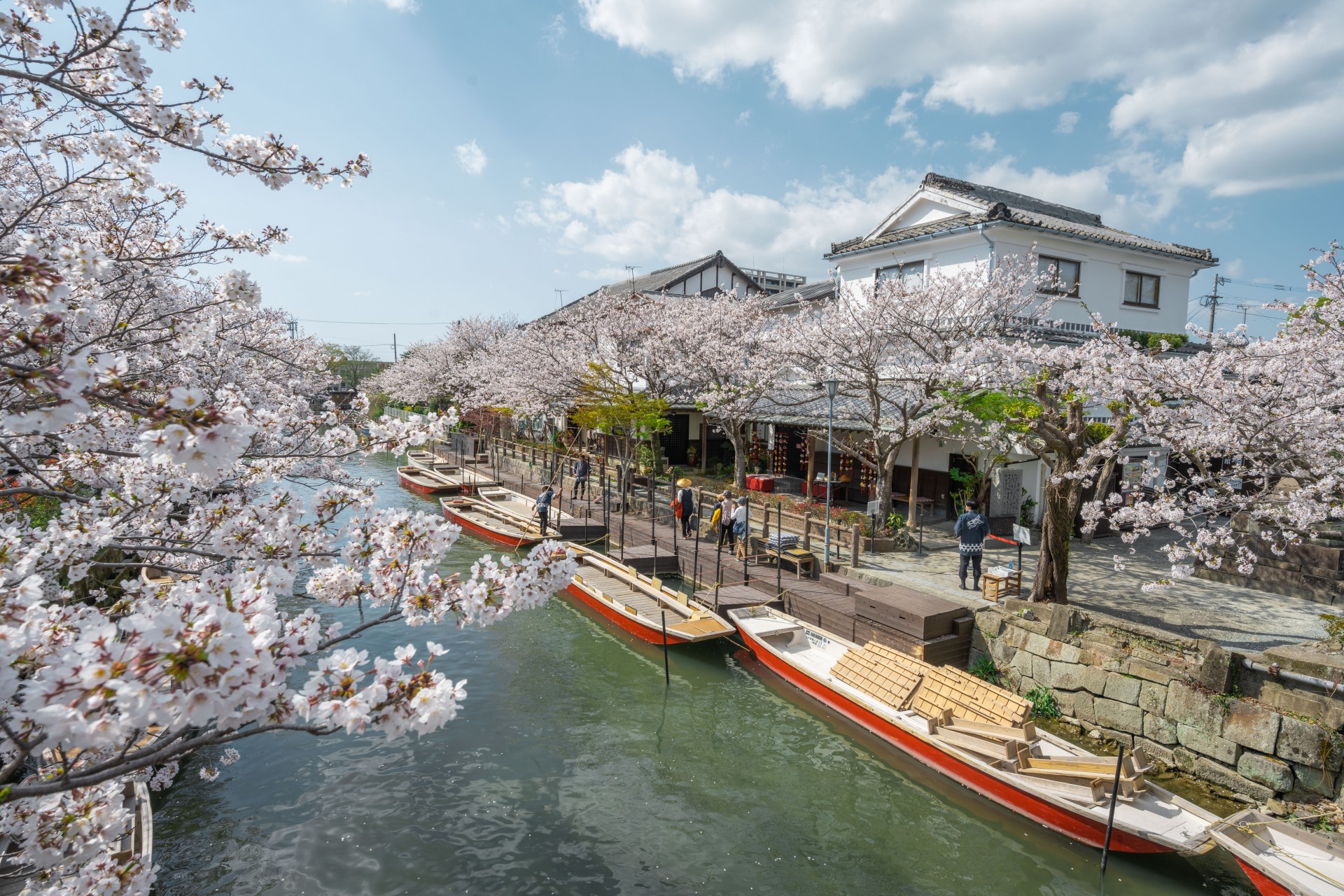 柳川川下り 桜