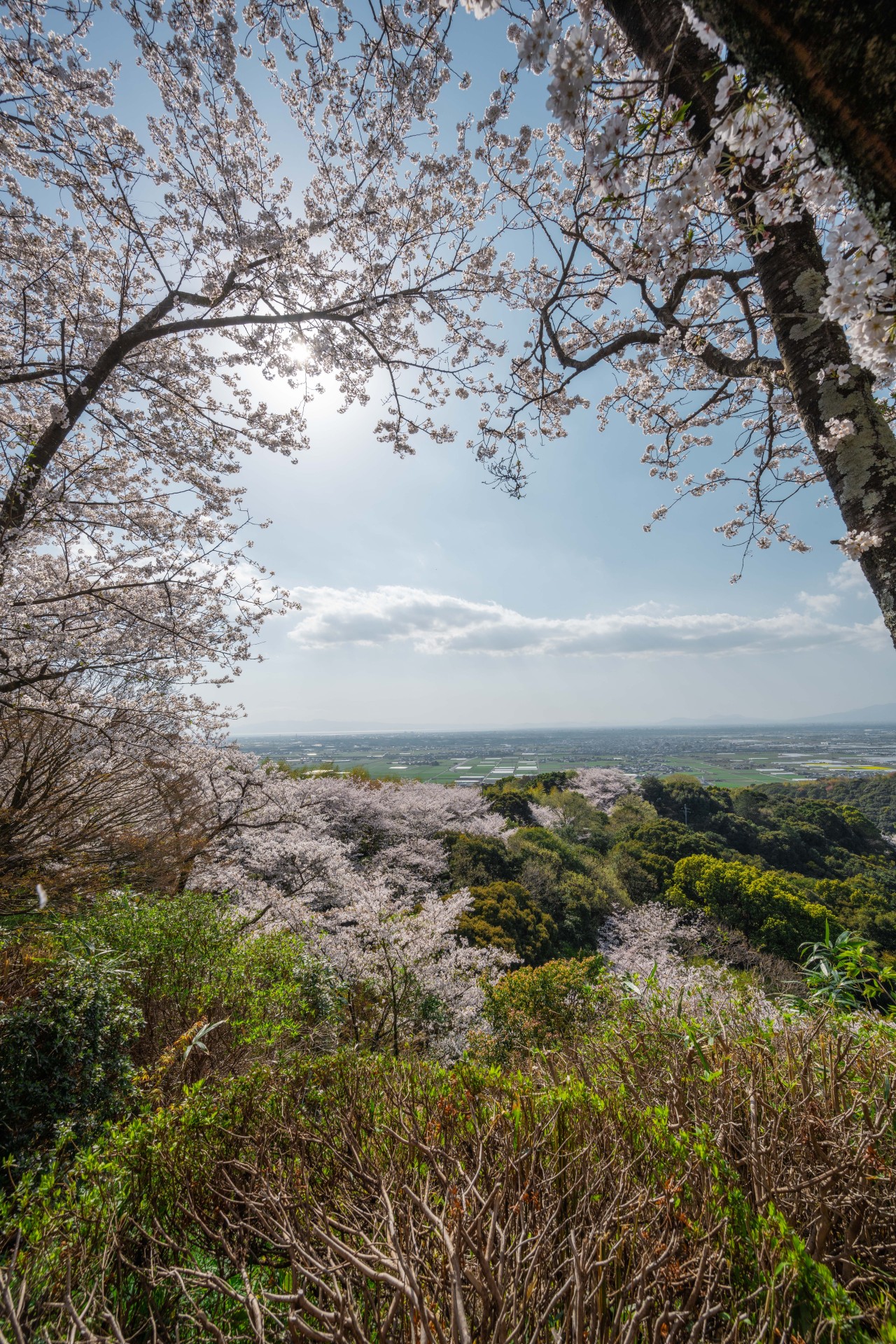 清水公園の桜