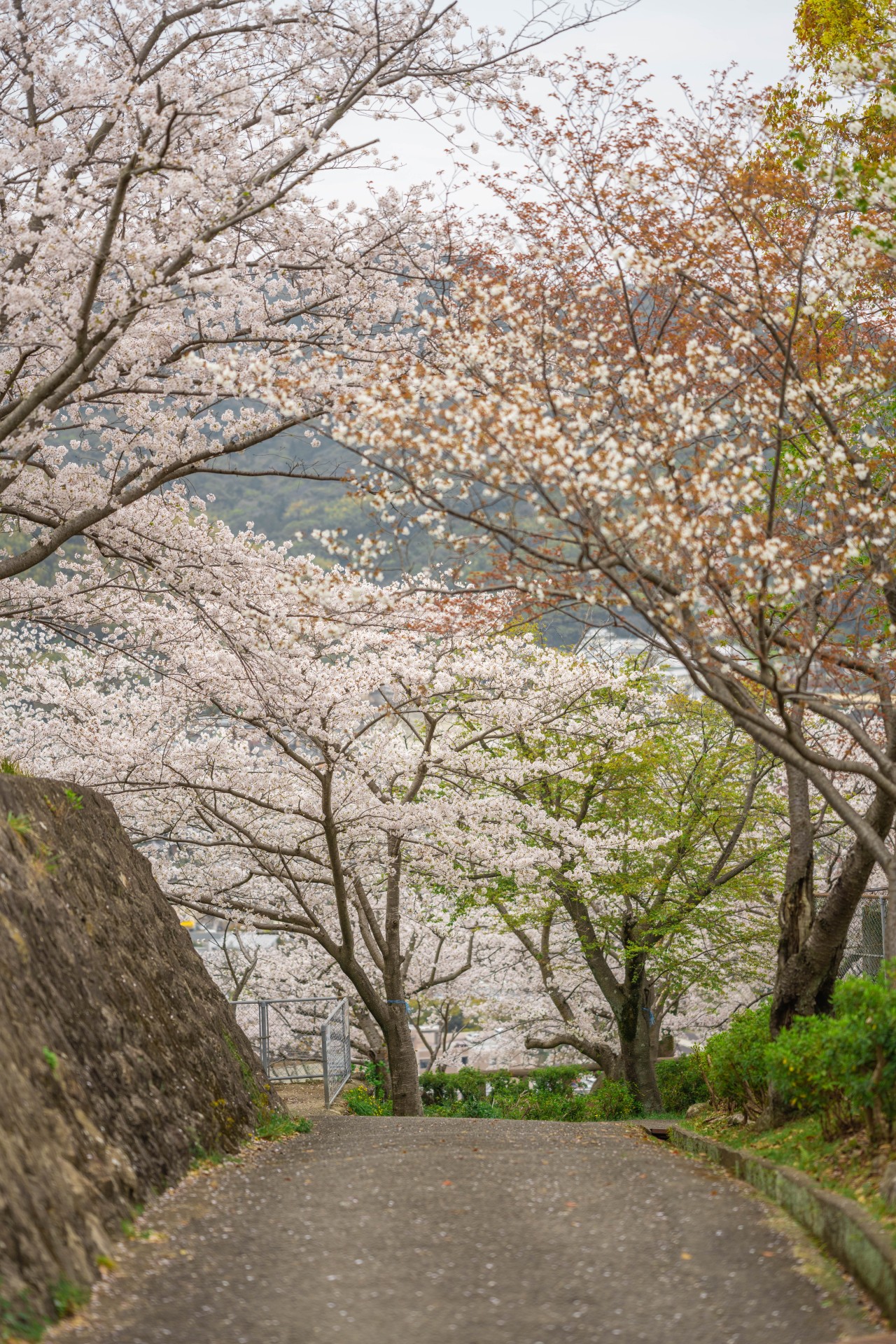 立山公園の桜