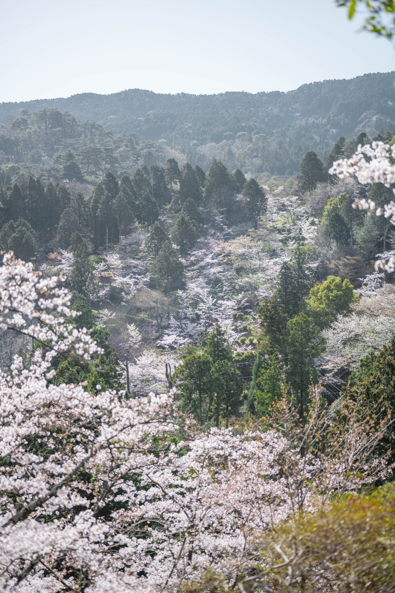 油山市民の森の桜