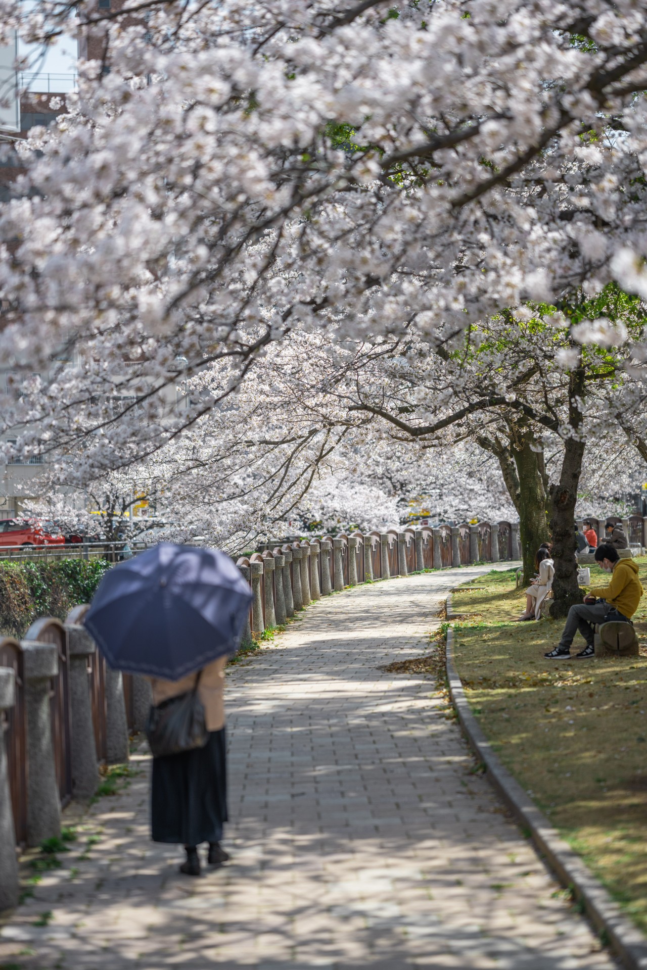 福岡市内　桜　天神中央公園周辺