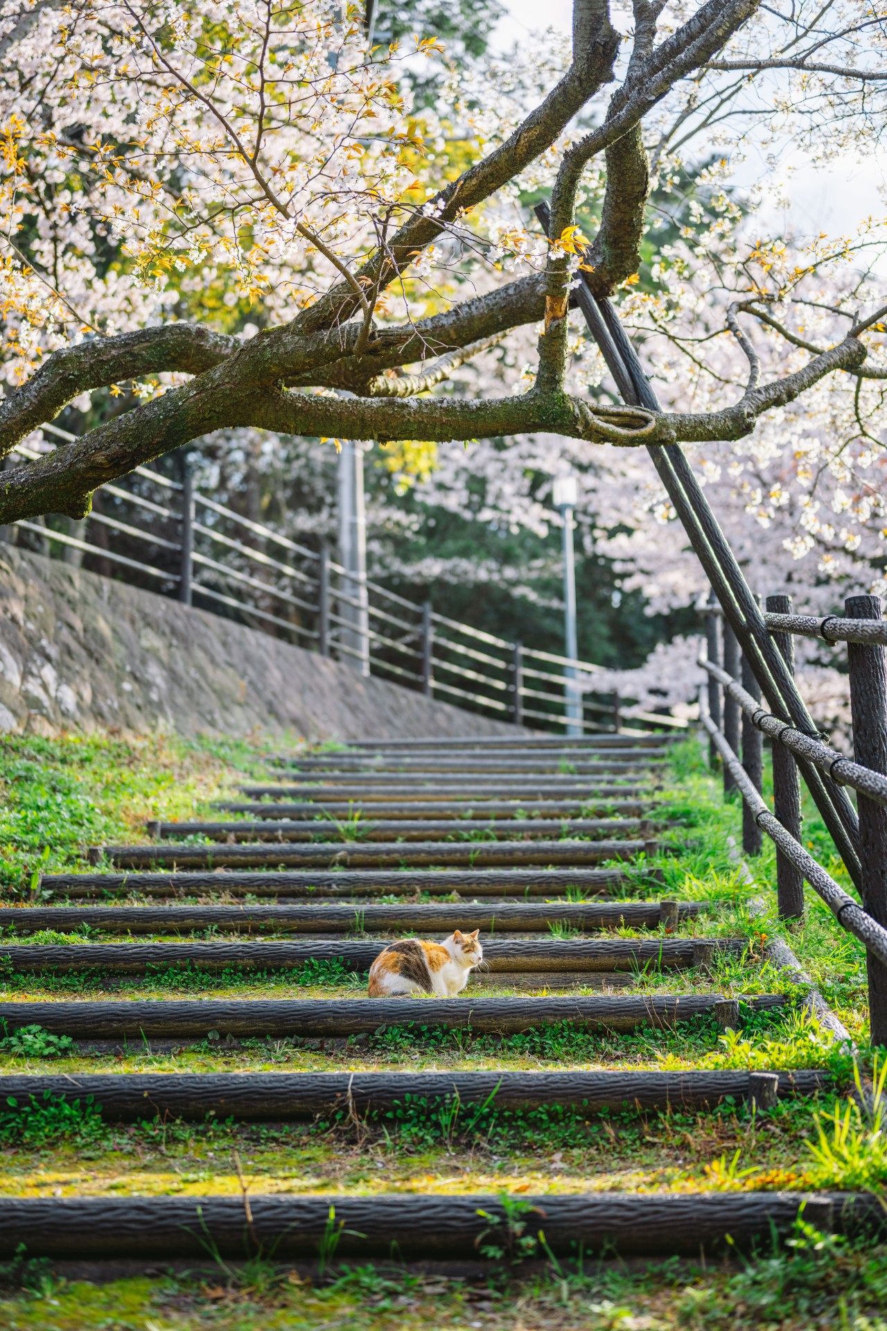 福岡市　西公園　桜