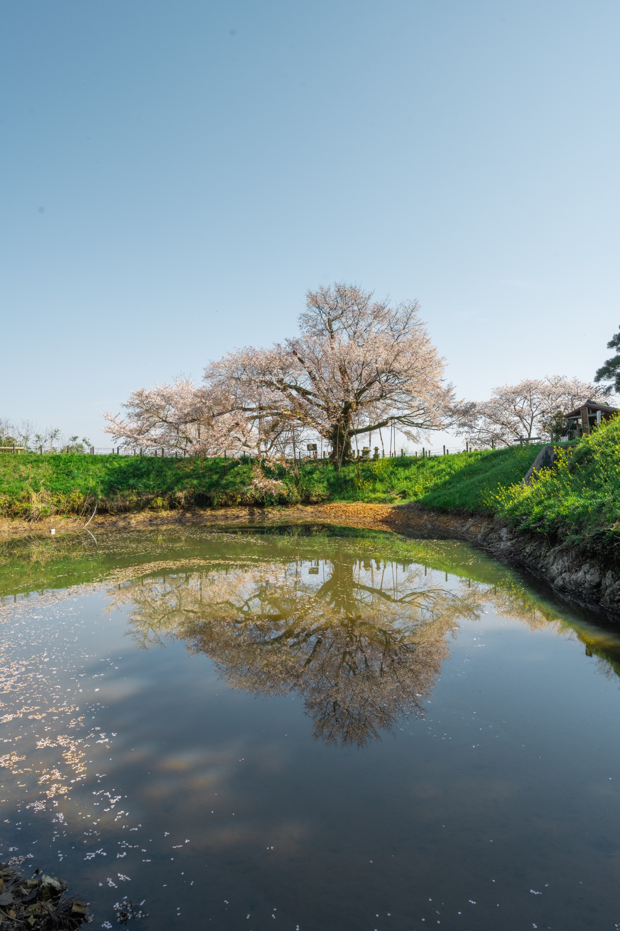 浅井の一本桜