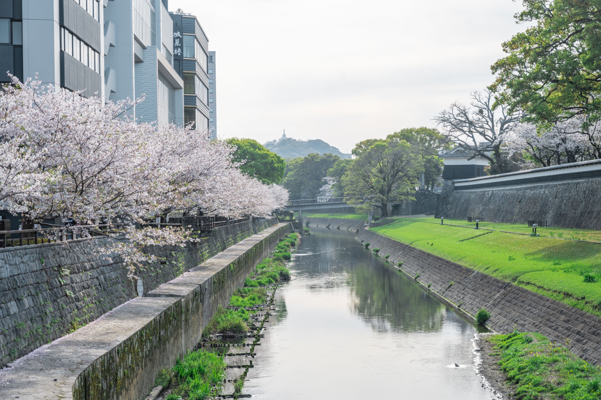熊本城周辺 桜