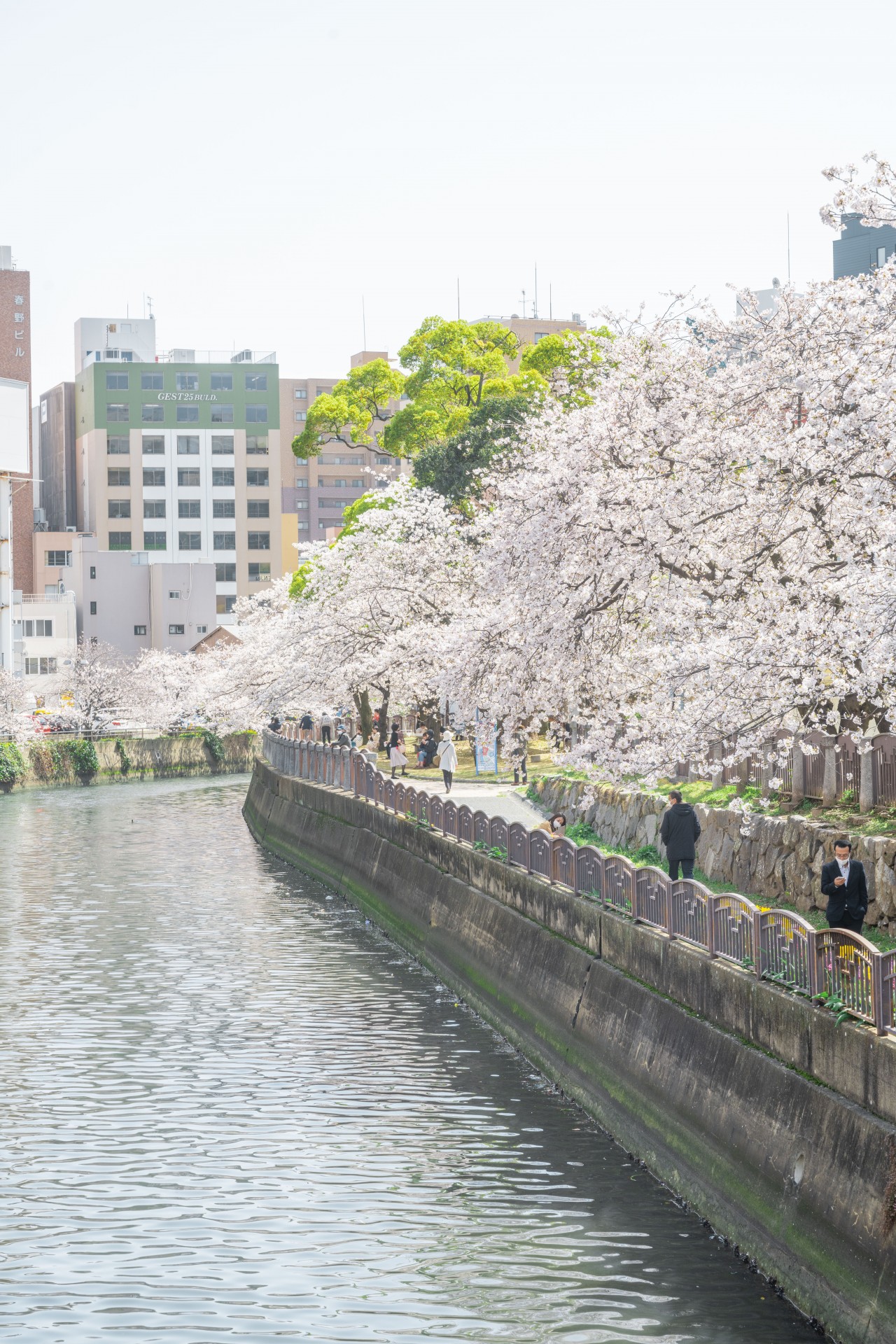 福岡市内 桜 天神中央公園周辺