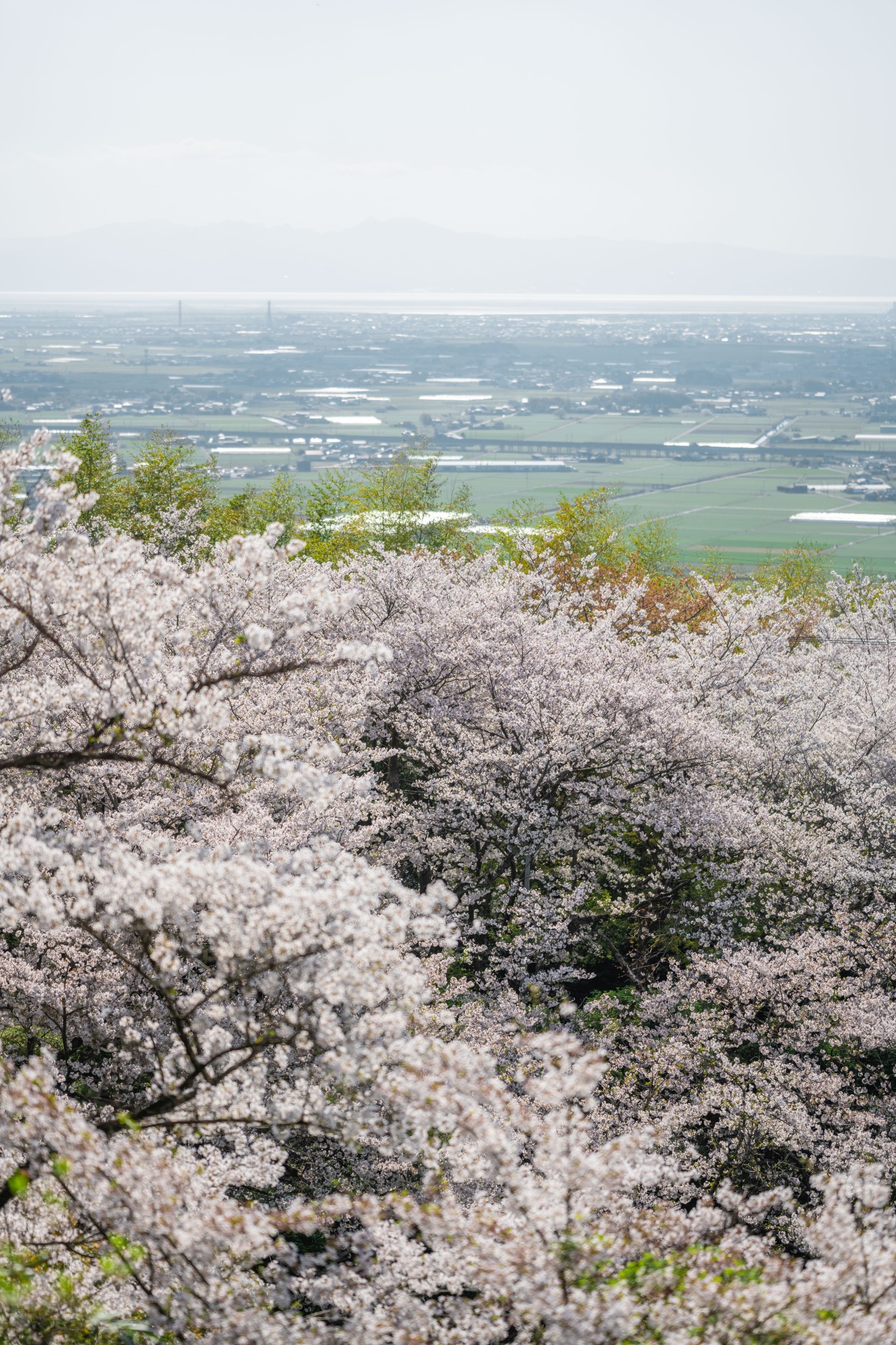清水公園の桜