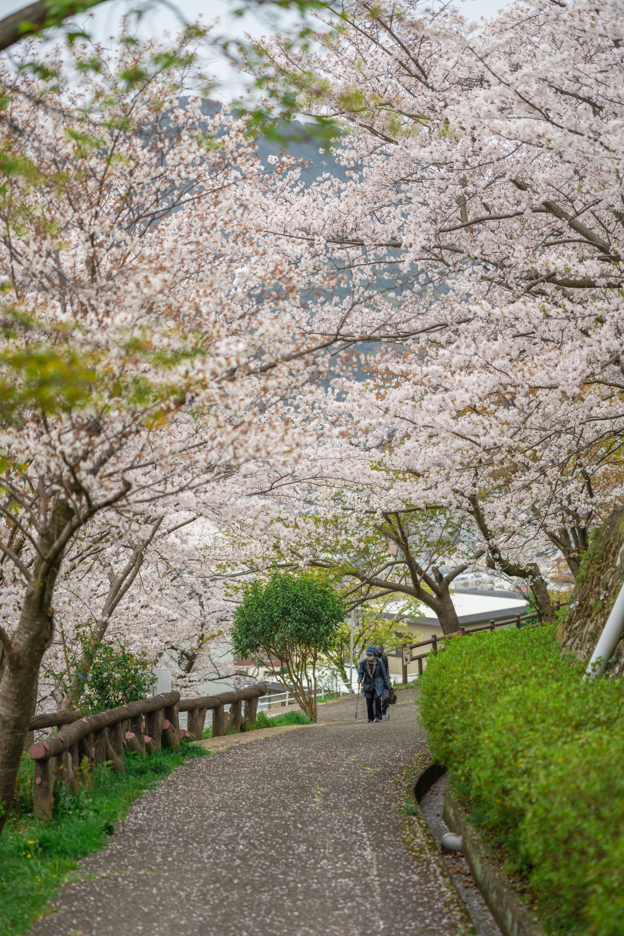 立山公園の桜