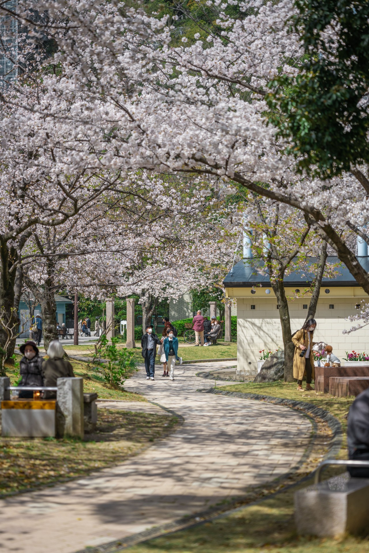 福岡市内　桜　天神中央公園周辺