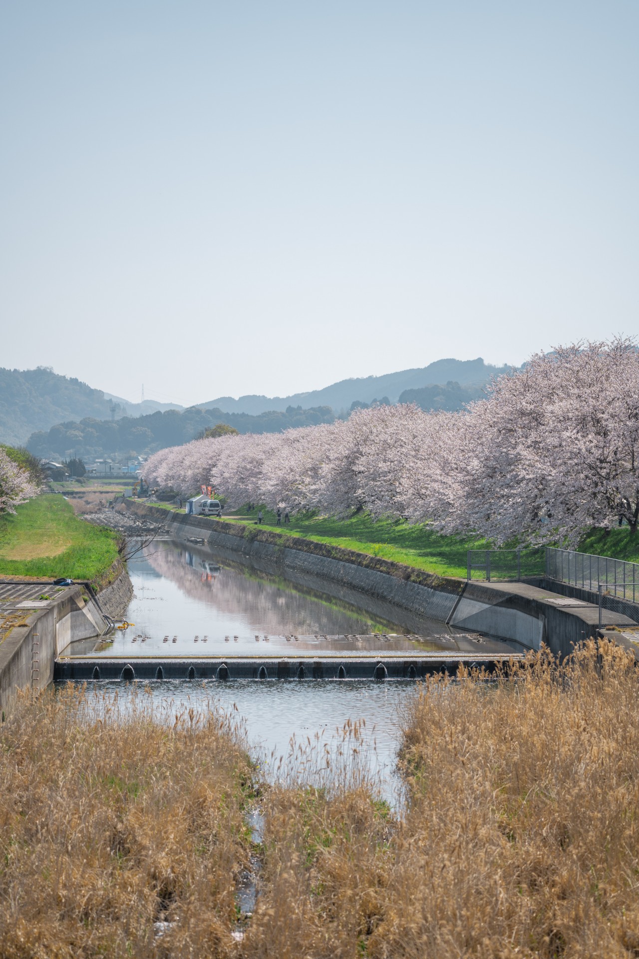 流川桜並木