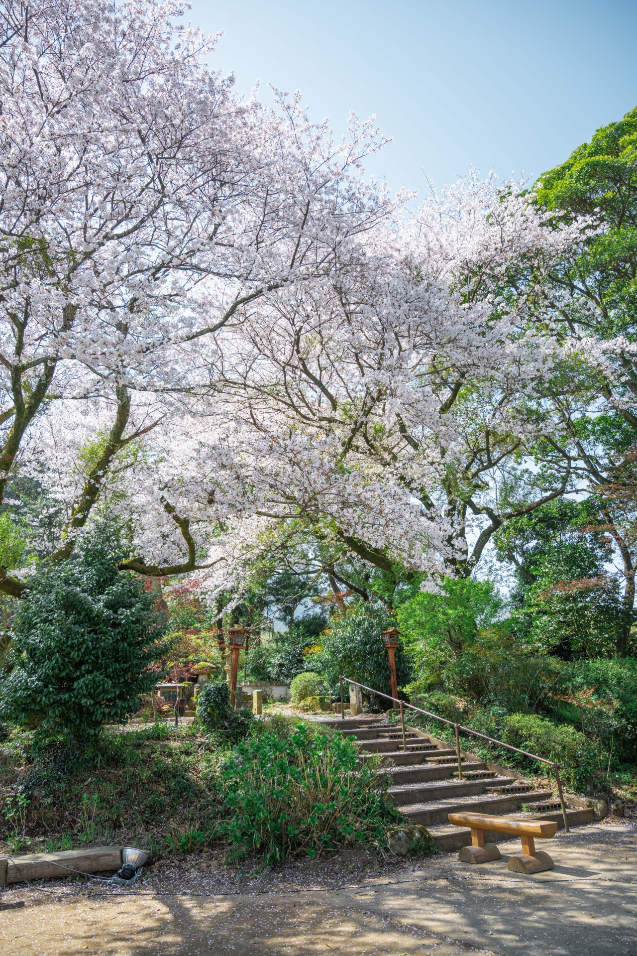 法華原華庭園のしだれ桜