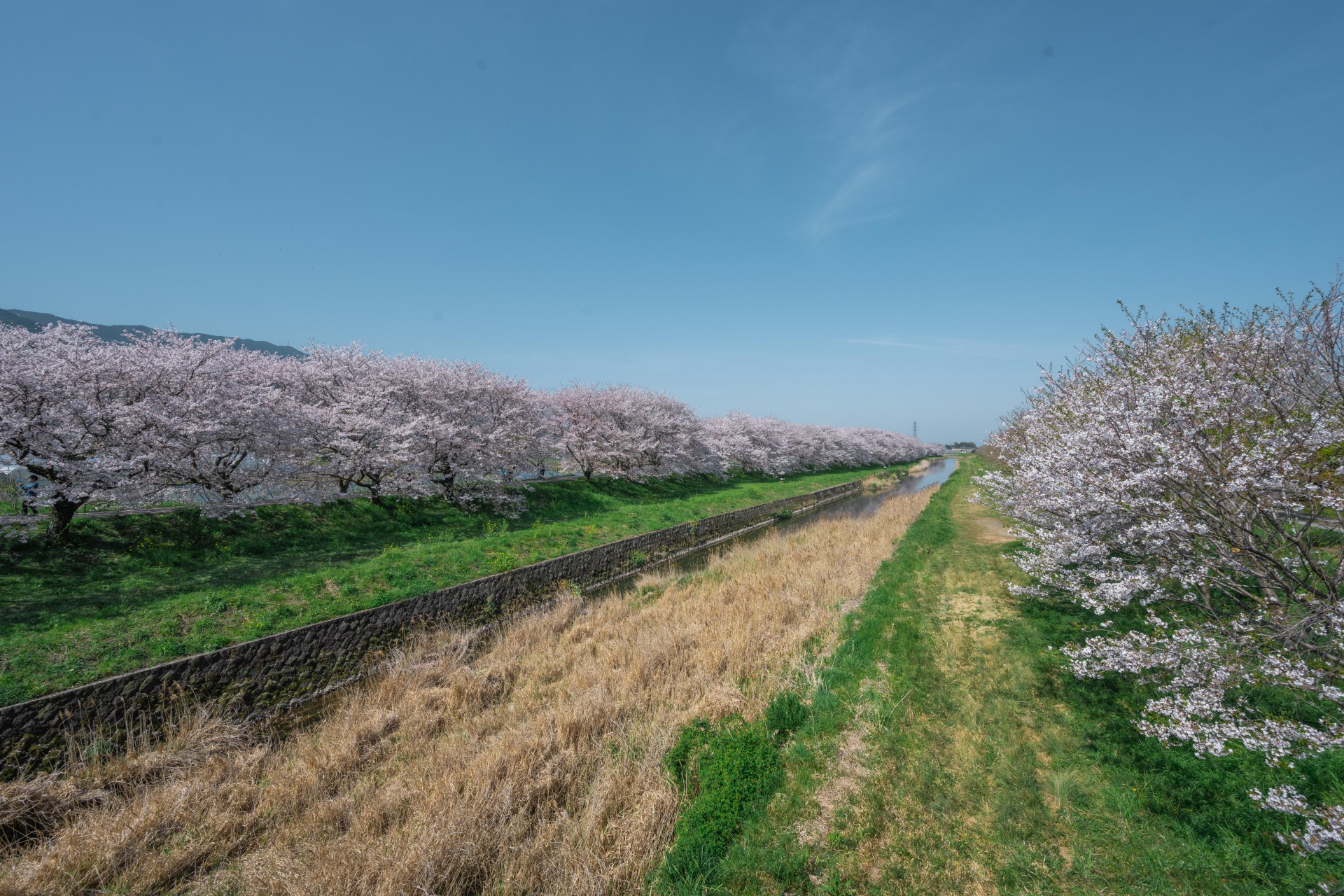 流川桜並木