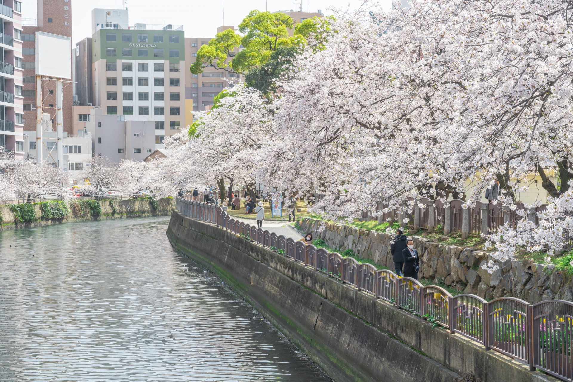 福岡市内 桜 天神中央公園周辺