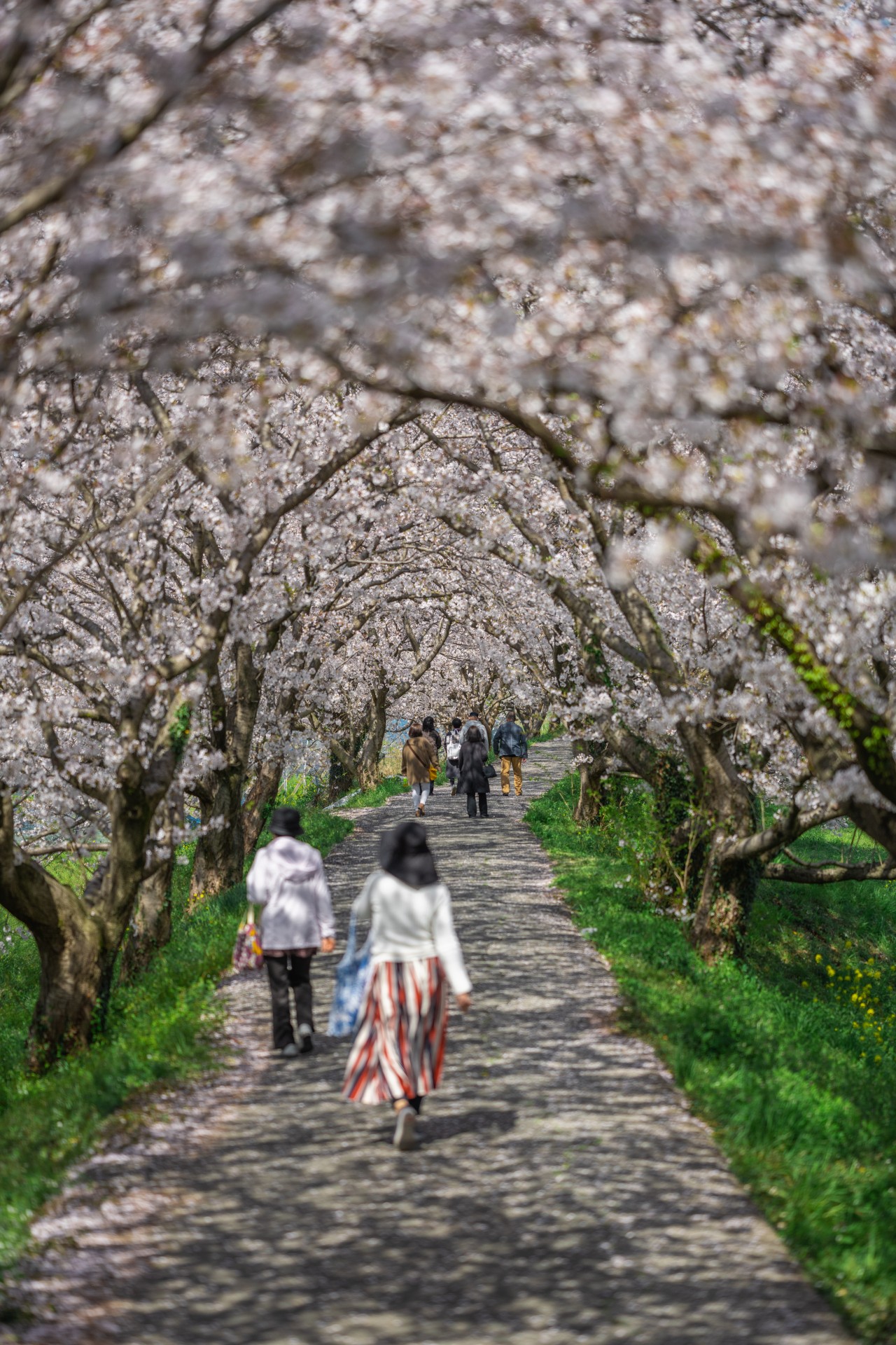 流川桜並木