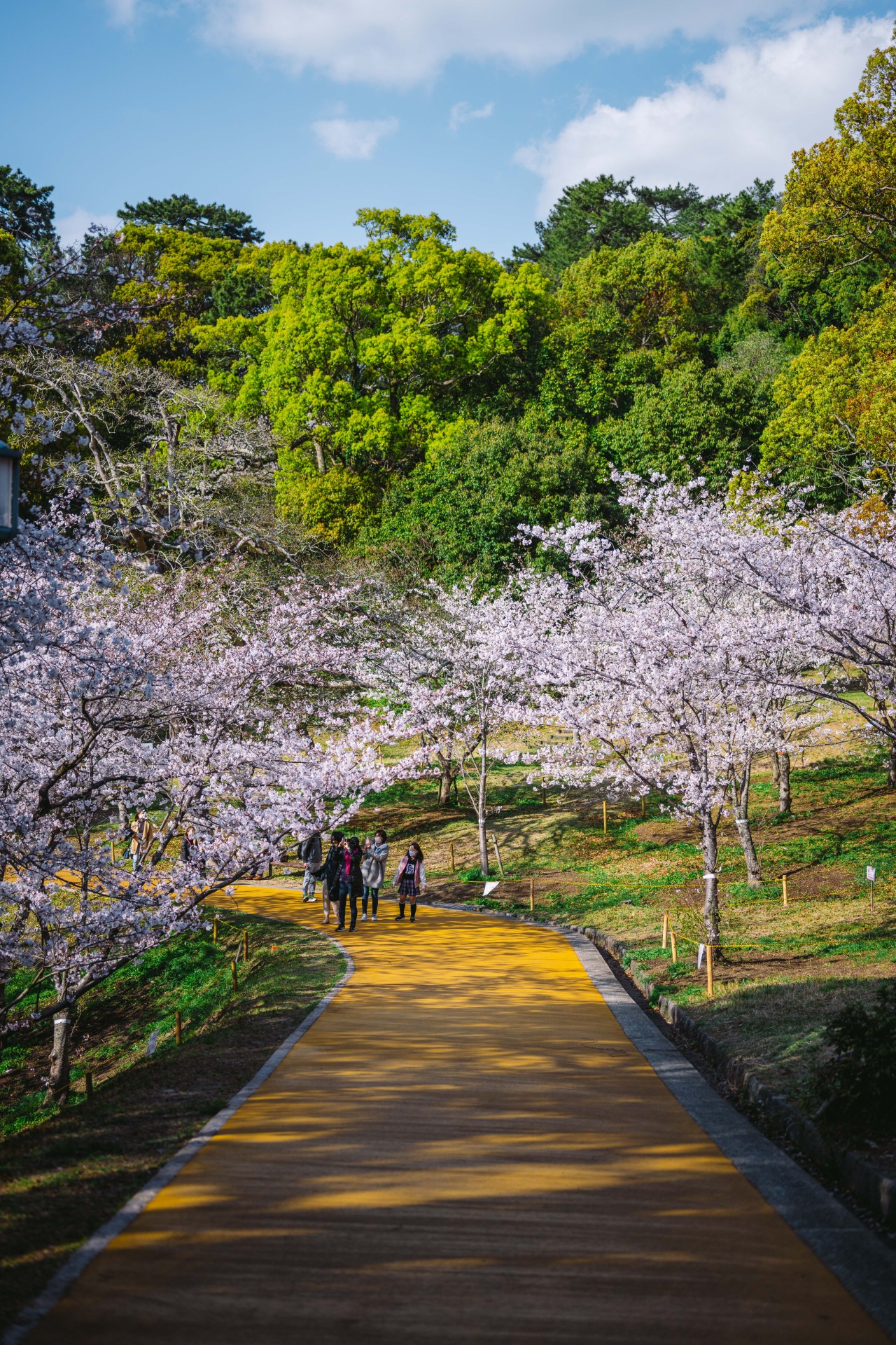福岡市　西公園　桜