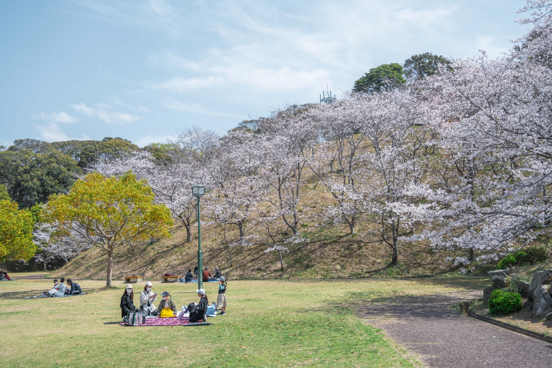 さくらの里中央公園 桜