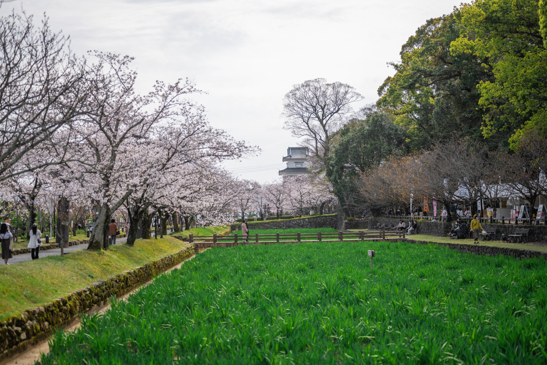大村公園（玖島城跡）の桜