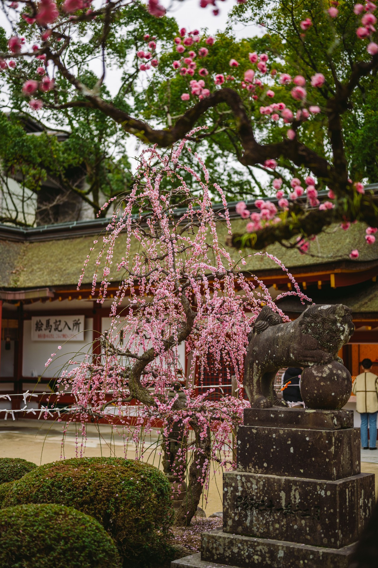 太宰府天満宮と梅 ※
