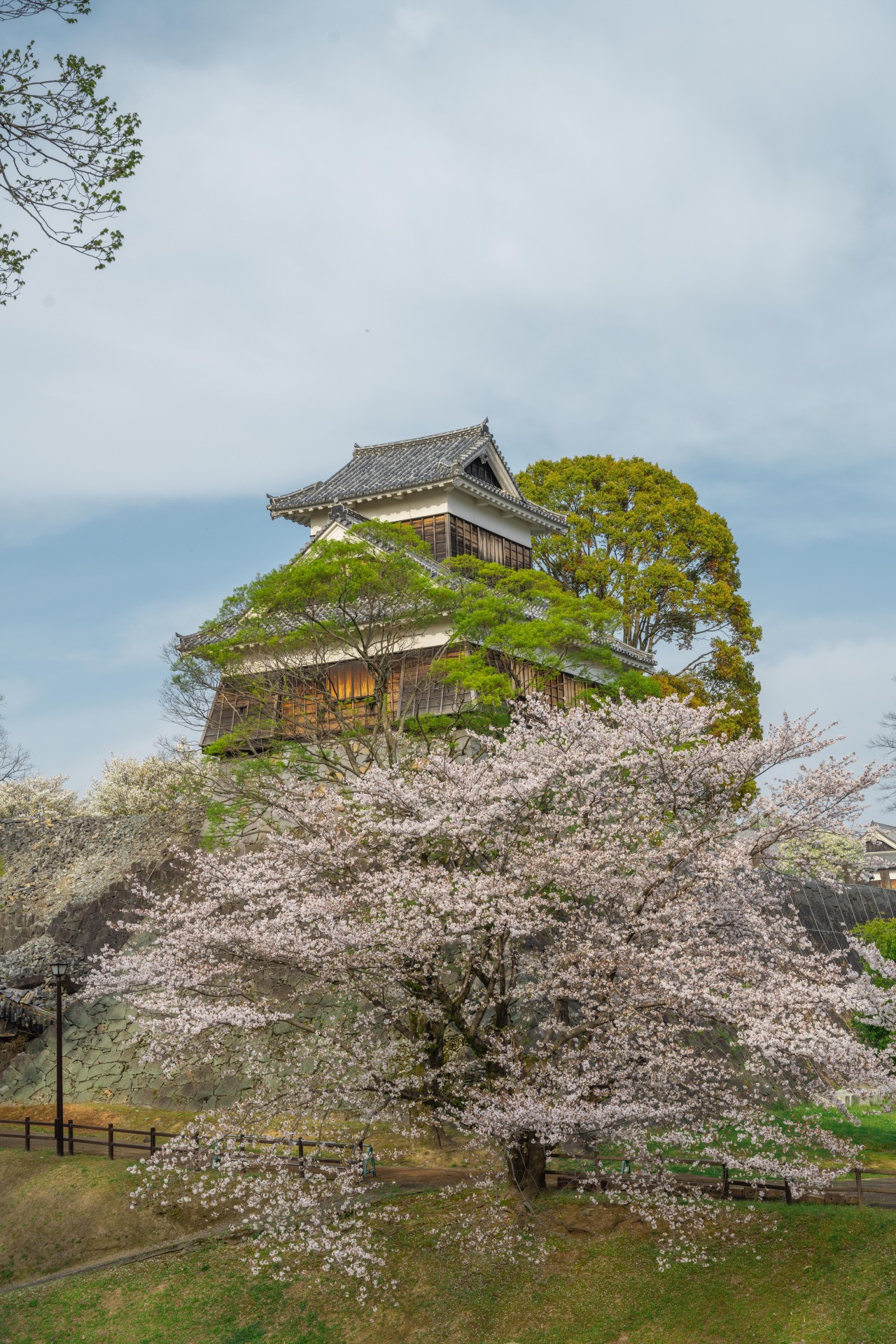 熊本城周辺 桜