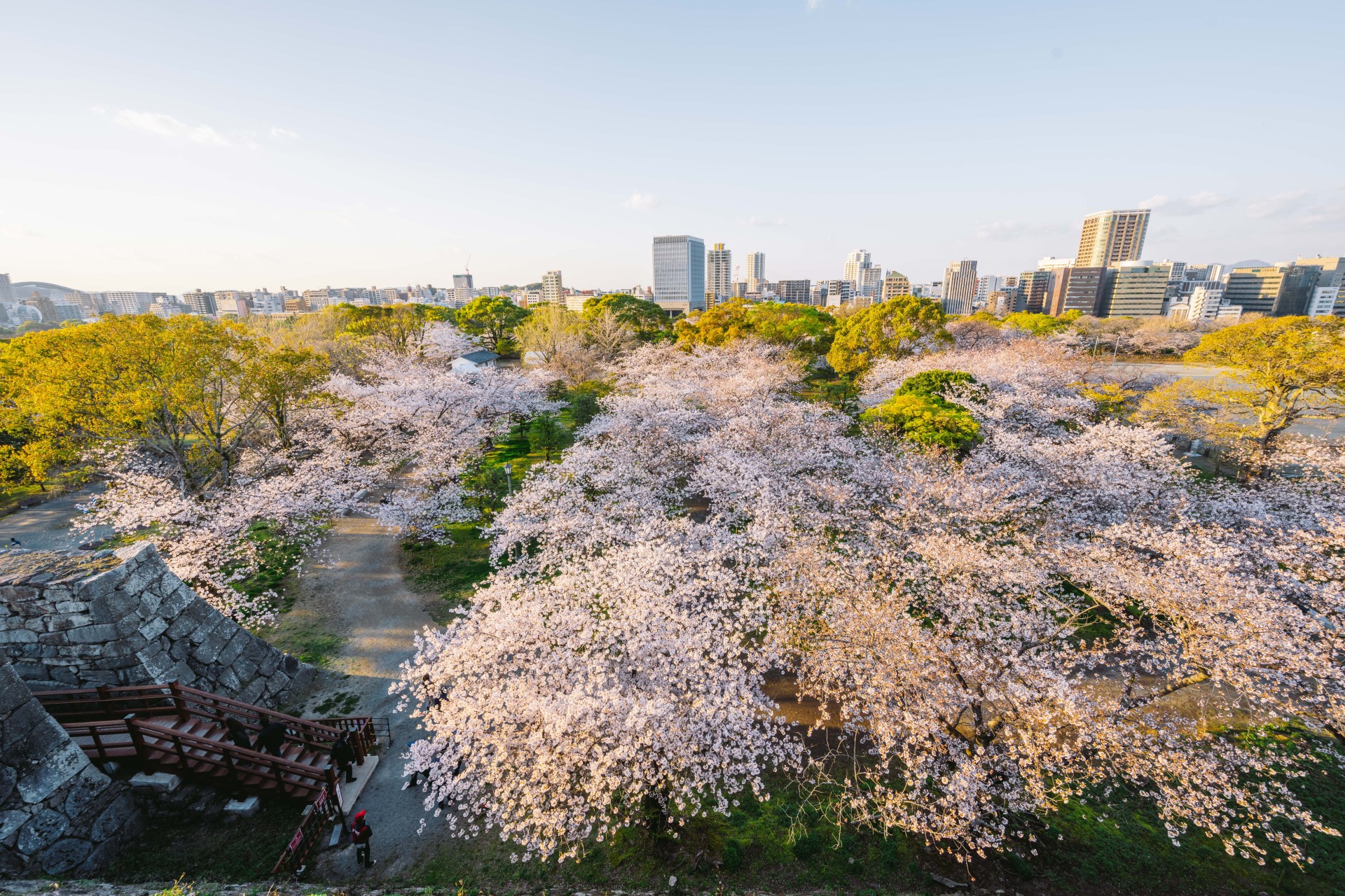 舞鶴公園の桜
