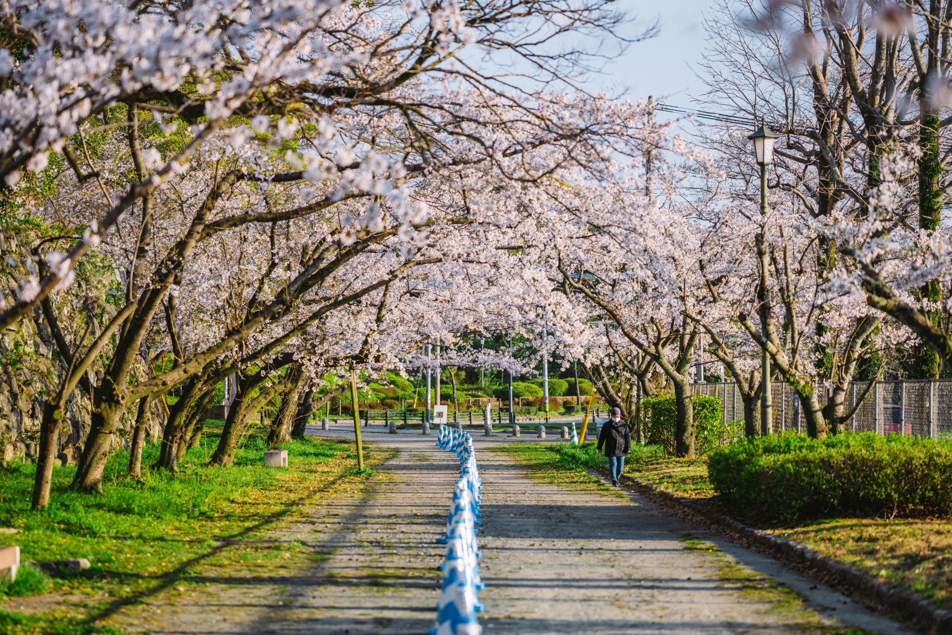 舞鶴公園の桜