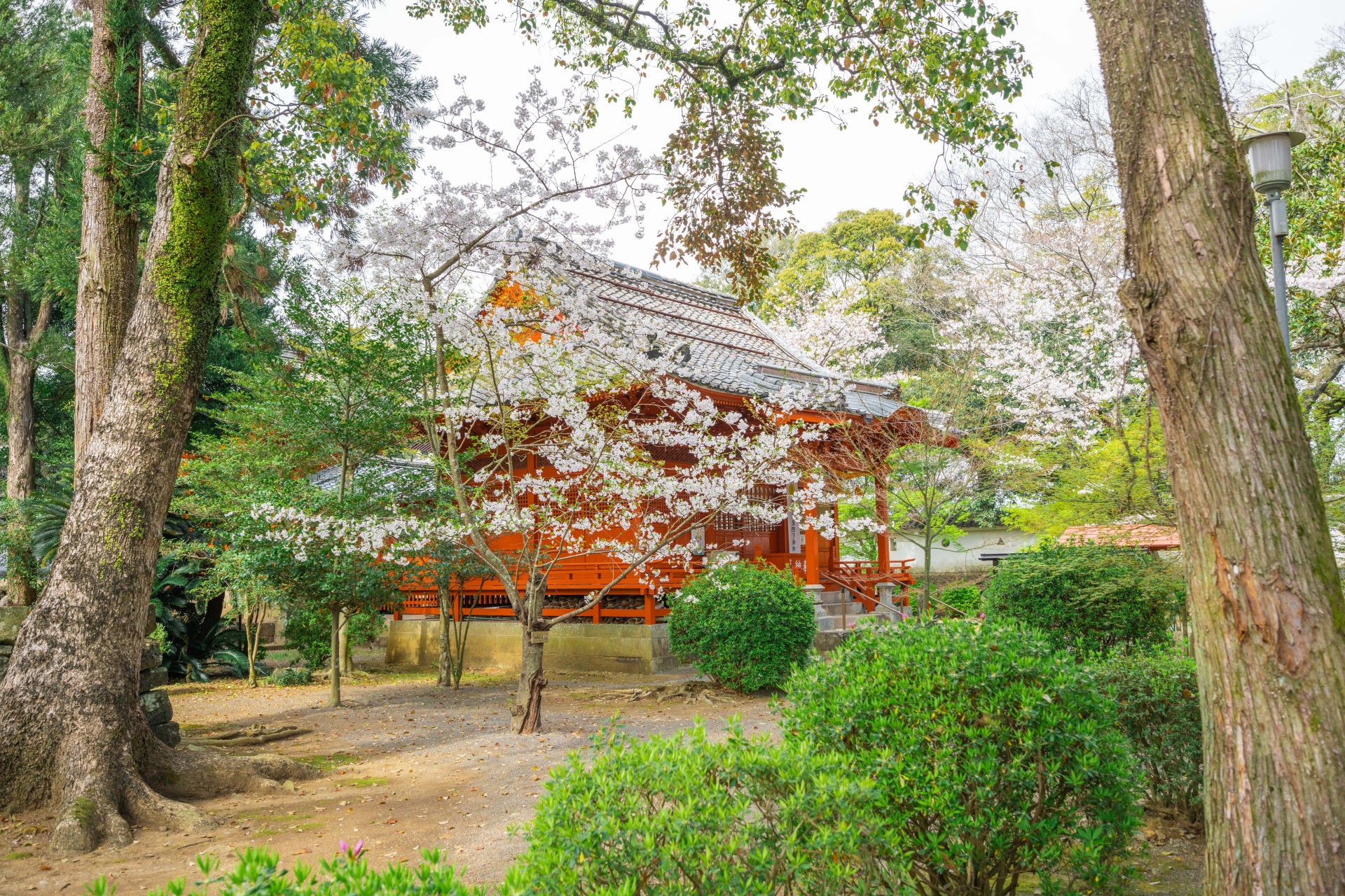 大村公園（玖島城跡）の桜