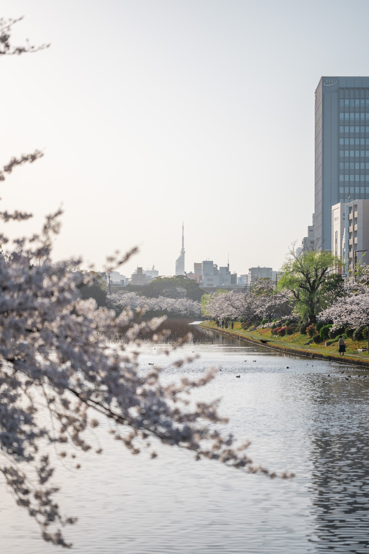 舞鶴公園の桜