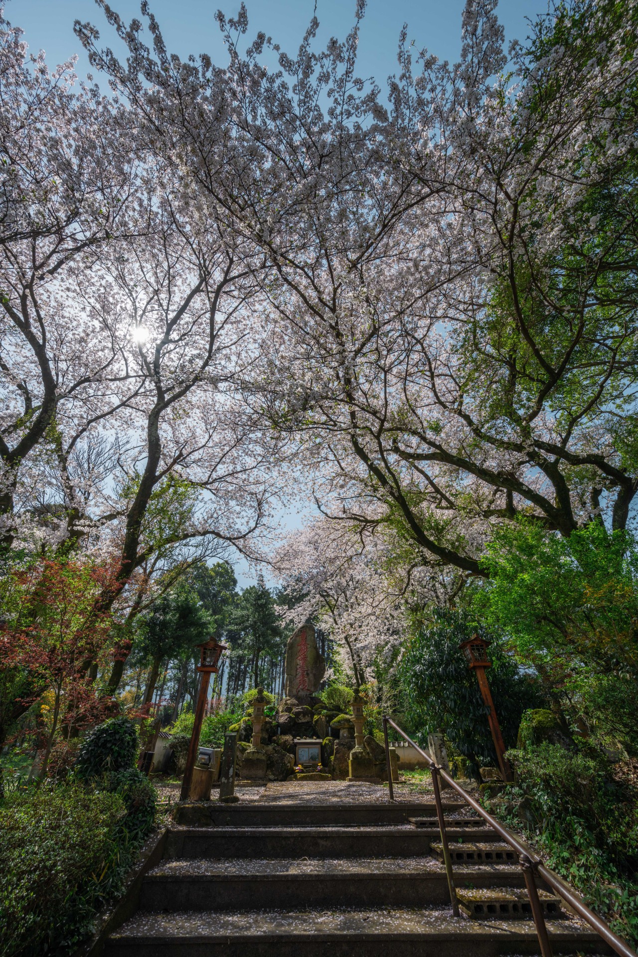 法華原華庭園のしだれ桜
