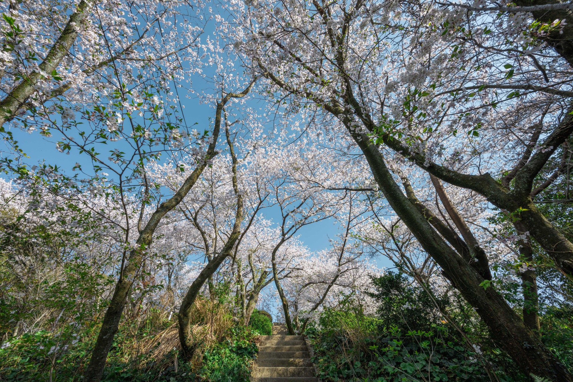 清水公園の桜