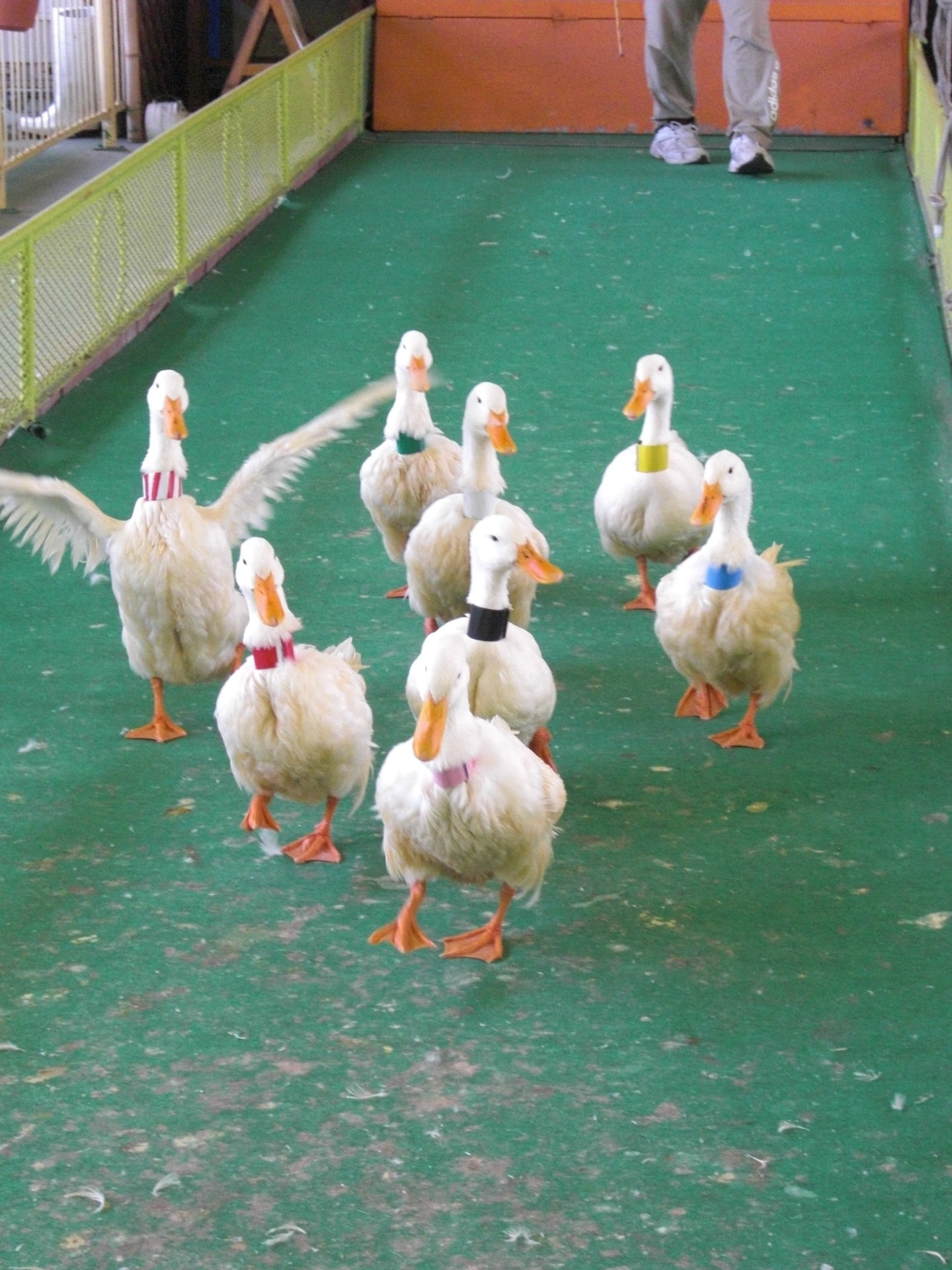 ラクテンチ