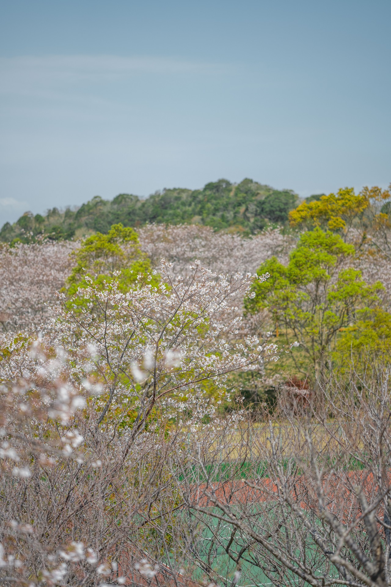 さくらの里中央公園 桜