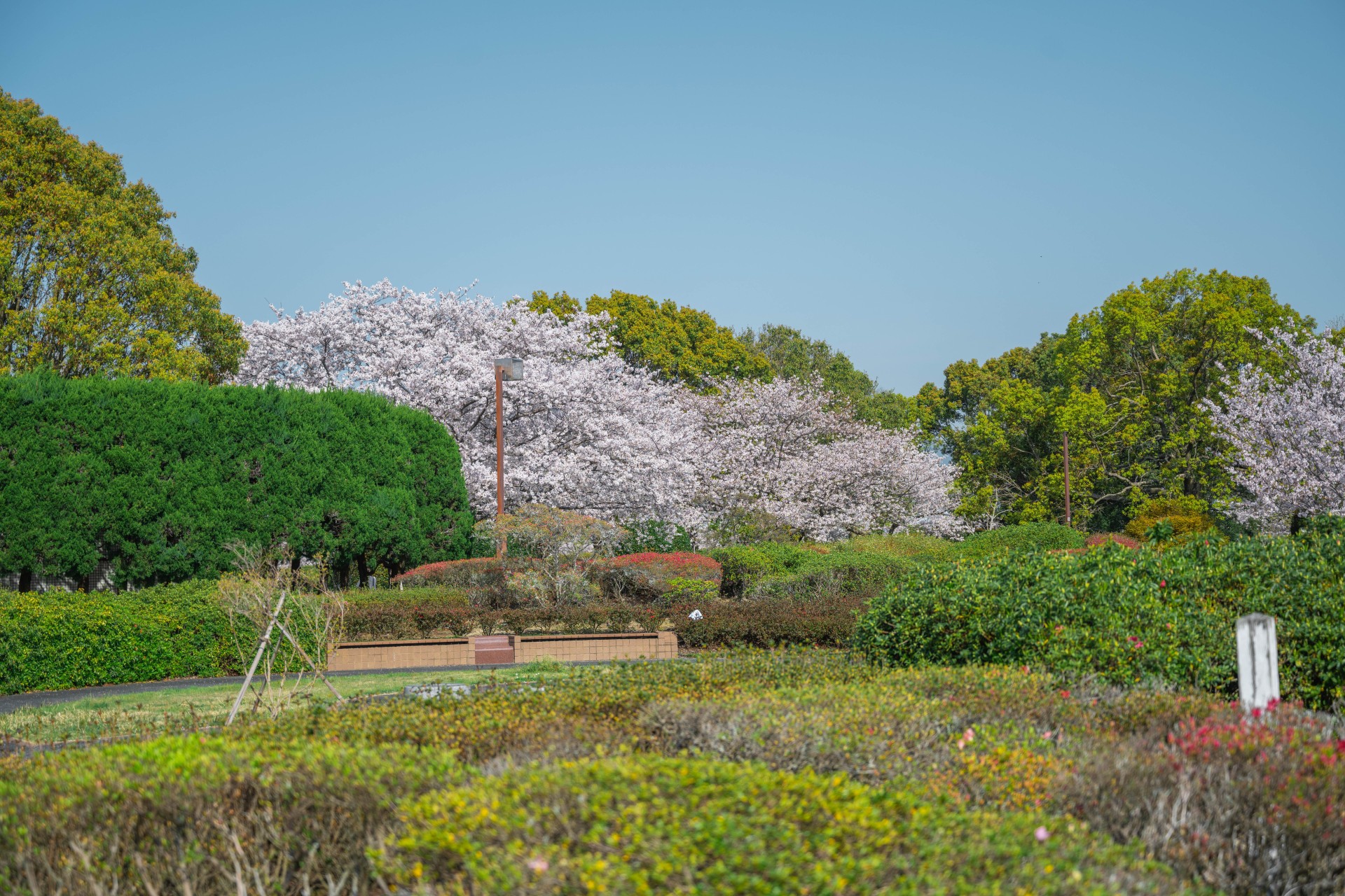 筑後川河川敷の桜