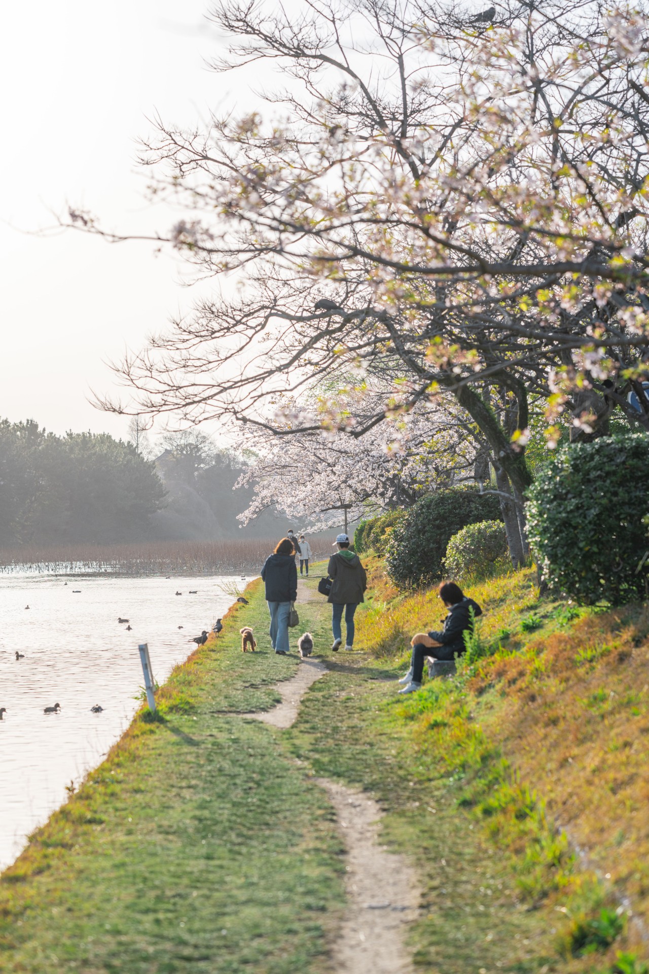 舞鶴公園の桜