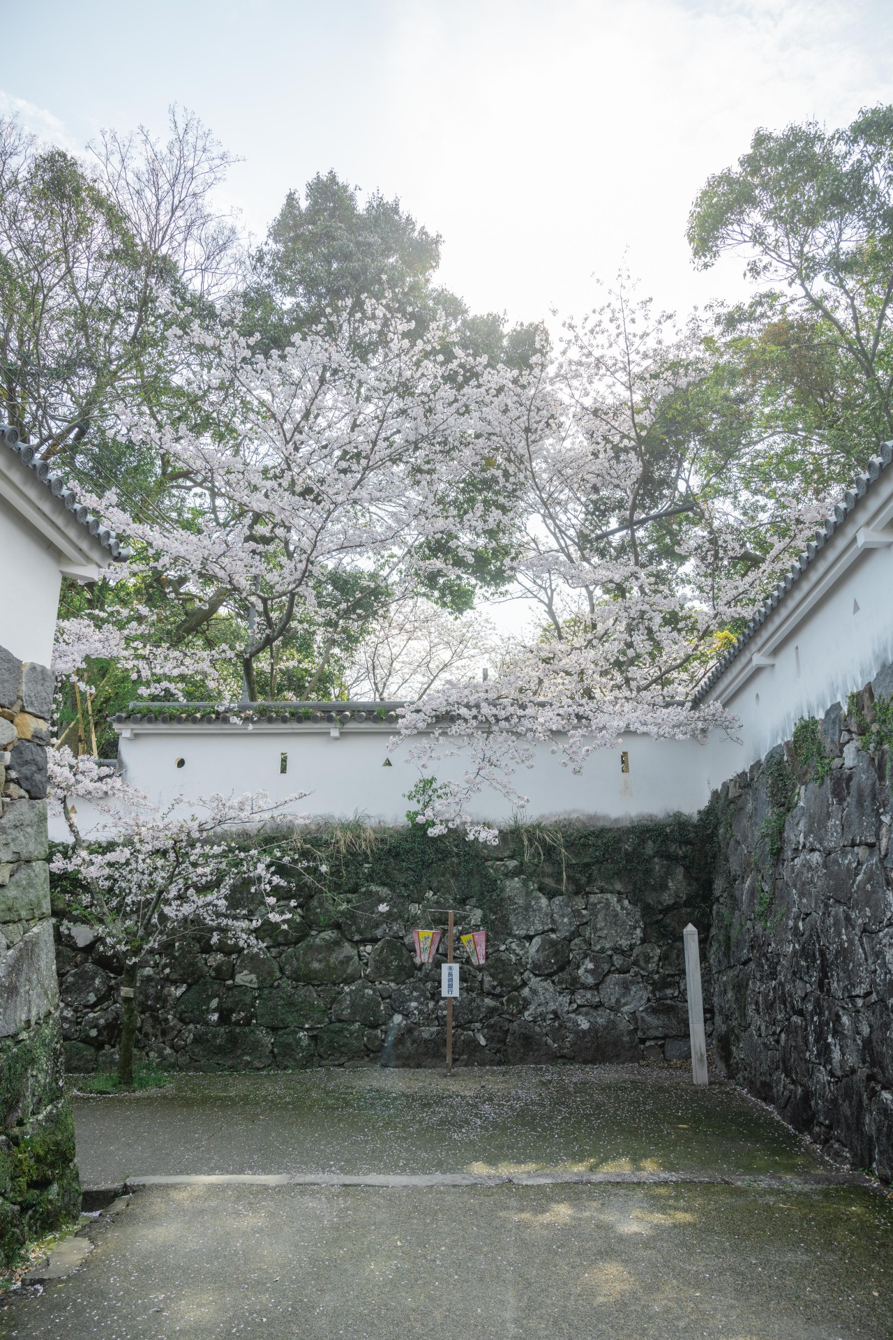 大村公園(玖島城跡)の桜