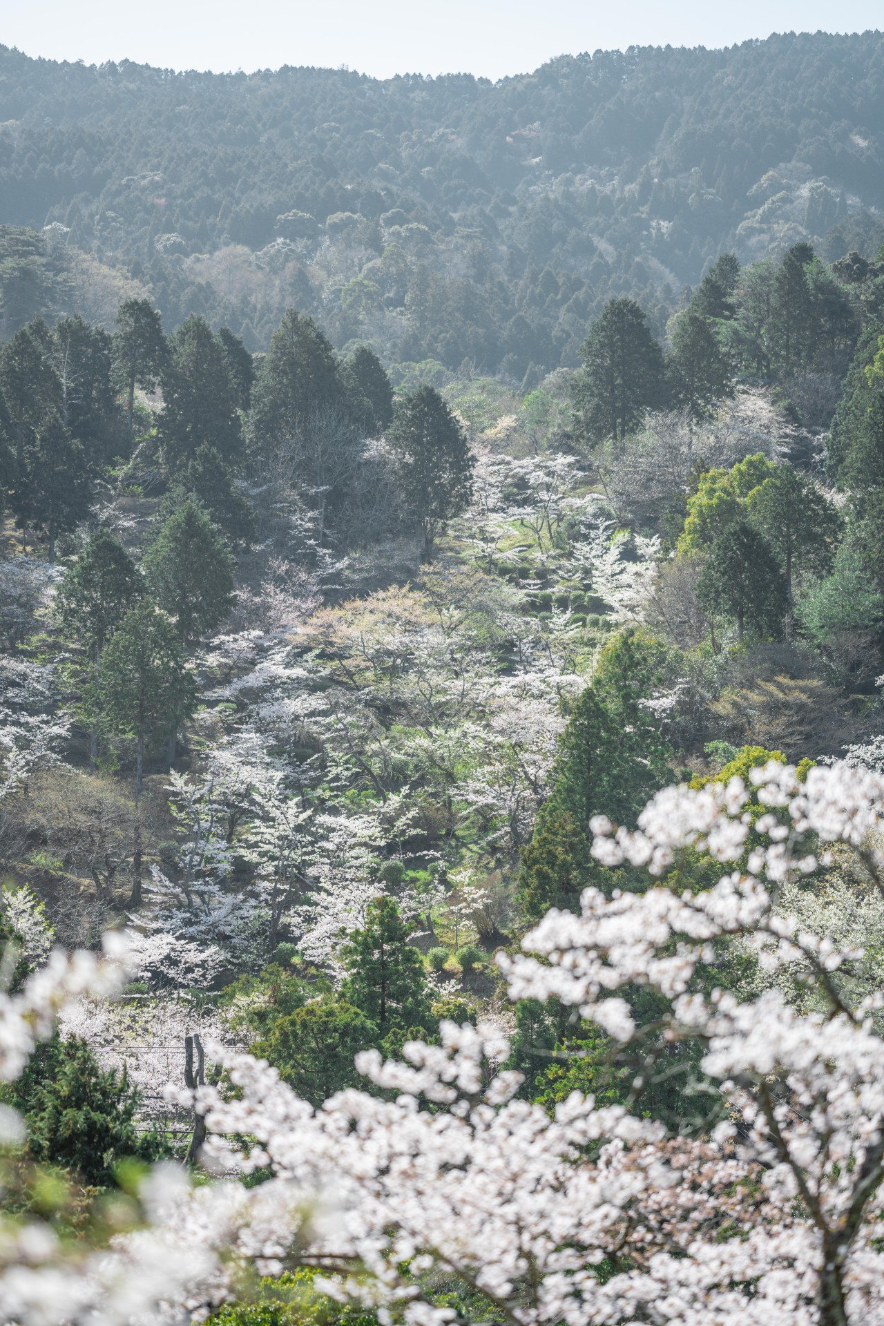 油山市民の森の桜